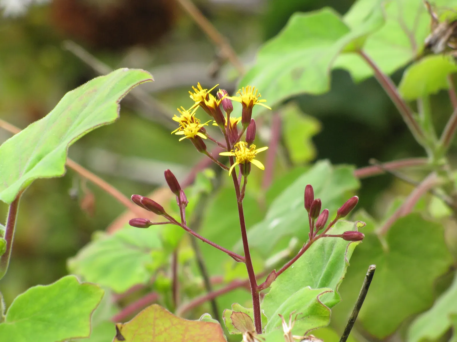 Velvet Groundsel (Roldana Petasitis) — this plant exudes a tropical flair with its velvety