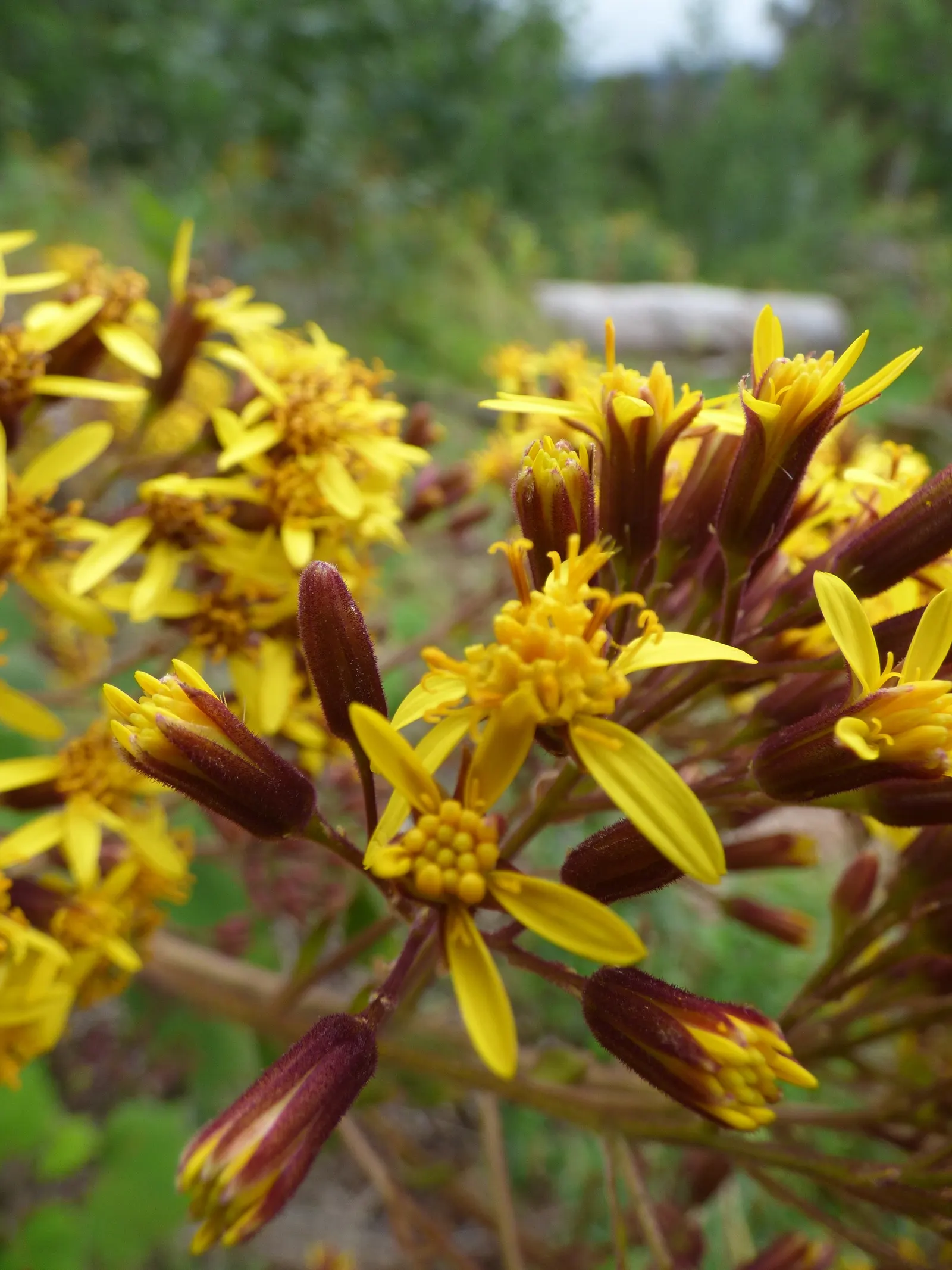 Velvet Groundsel (Roldana Petasitis) — daisy-like flowers atop tall stems
