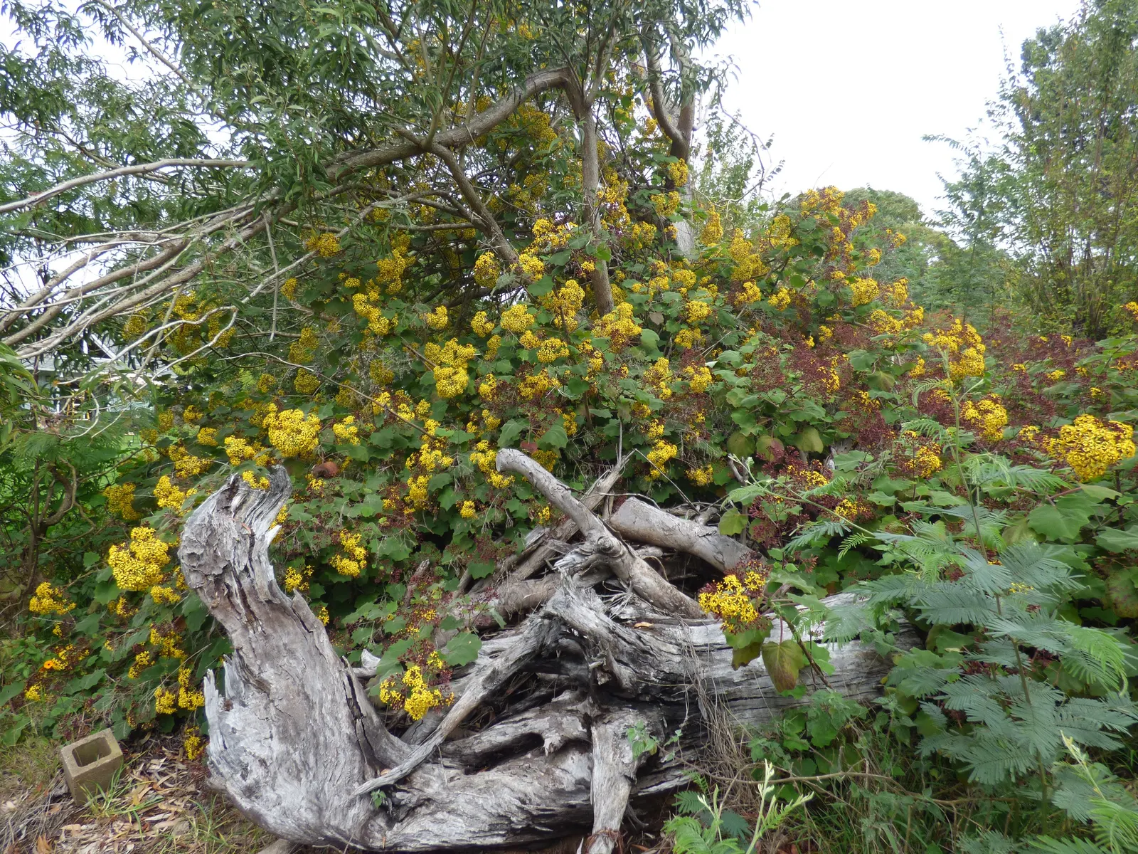 Velvet Groundsel (Roldana Petasitis) — It's a resilient choice in USDA hardiness zones 8 through 10, thriving in a range of garden conditions; this, image 70