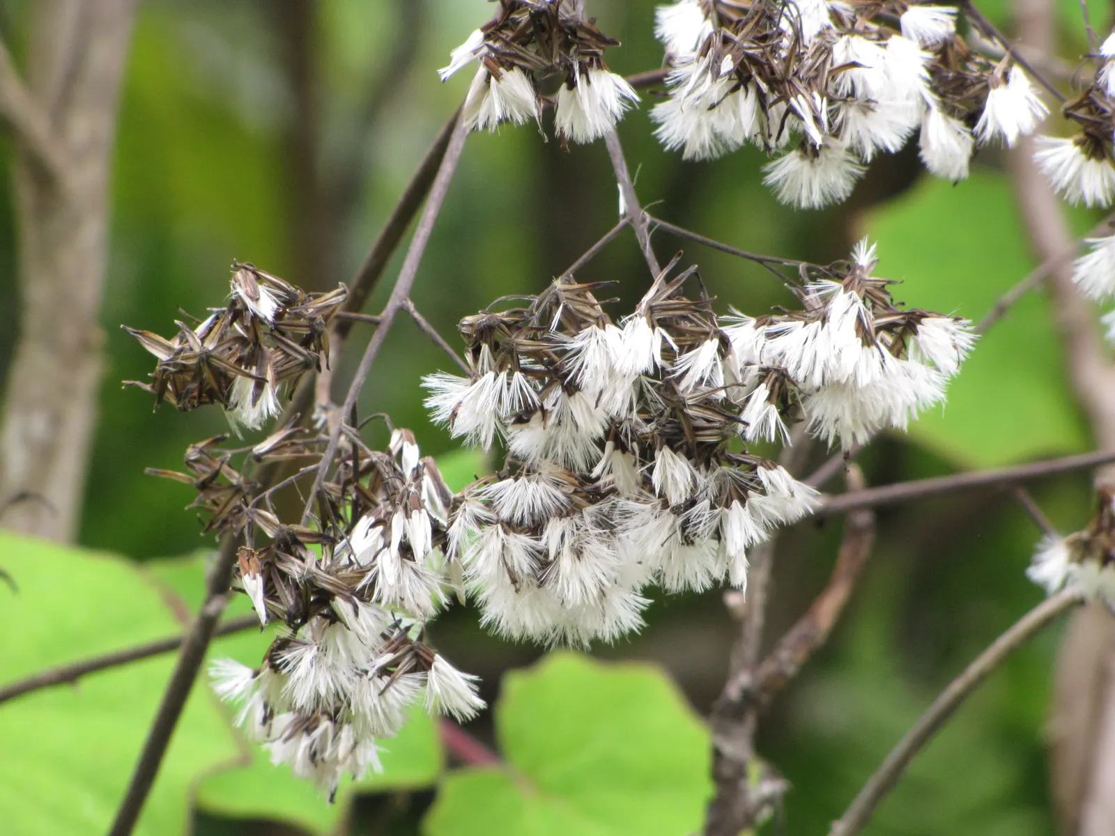 Velvet Groundsel (Roldana Petasitis) — felt-like leaves and impressive height