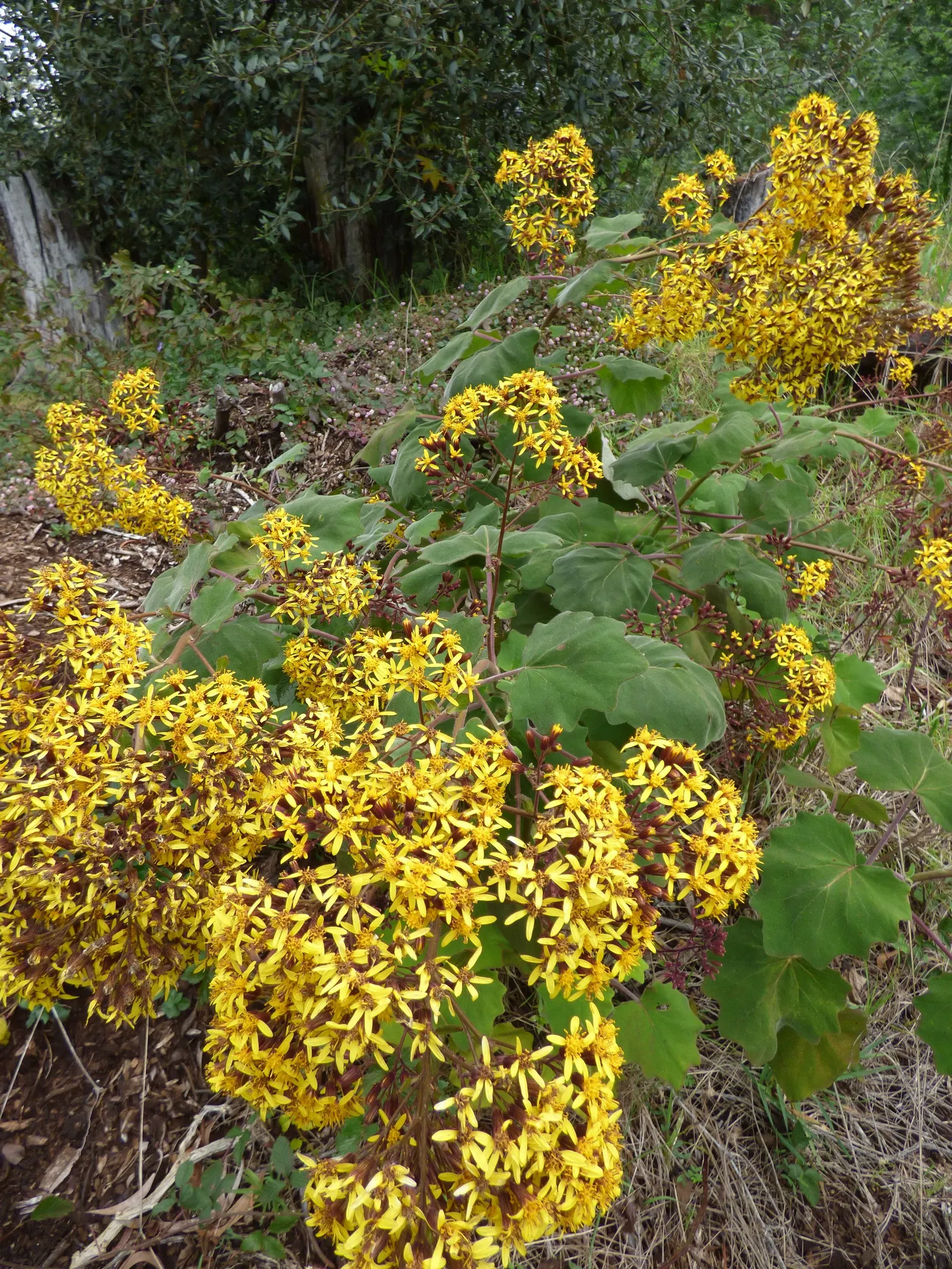 Velvet Groundsel (Roldana Petasitis) — adding a vibrant splash to any garden