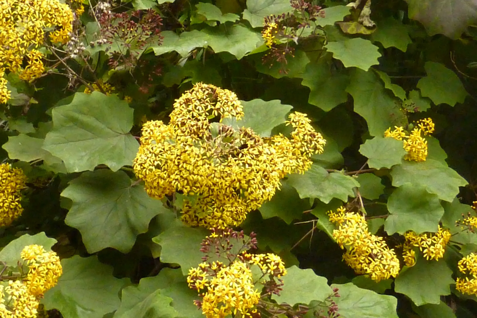 Velvet Groundsel (Roldana Petasitis) — shrub with yellow blooms