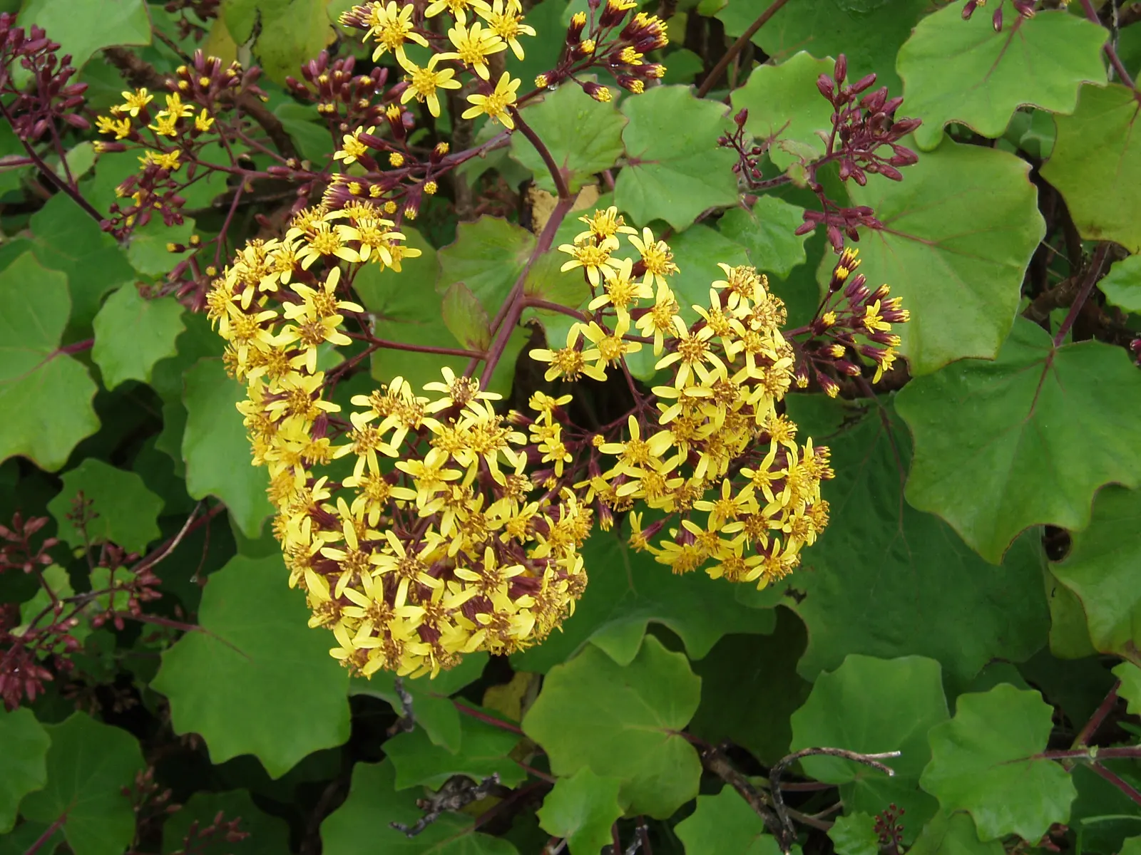 Velvet Groundsel (Roldana Petasitis) — well-drained soil and prefers partial sun to light shade; however
