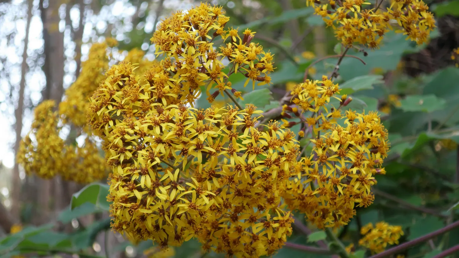 Velvet Groundsel (Roldana Petasitis) — this plant exudes a tropical flair with its velvety; velvet Groundsel produces clusters of bright yellow