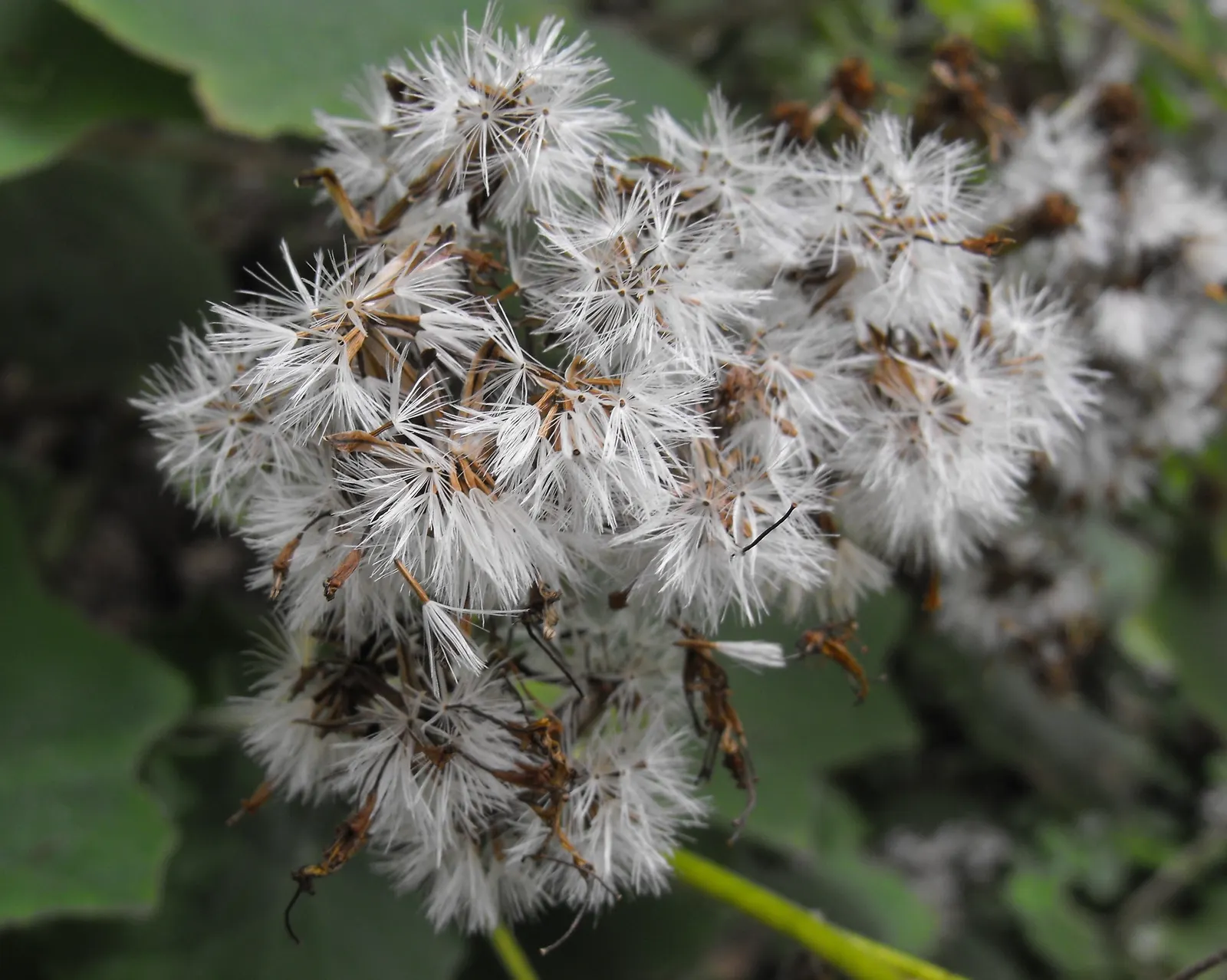 Velvet Groundsel (Roldana Petasitis) — heart-shaped leaves that span up to 10 inches across