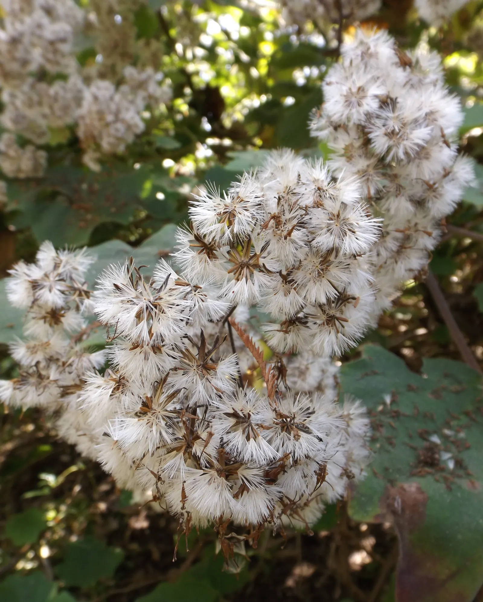 Velvet Groundsel (Roldana Petasitis) — heart-shaped leaves that span up to 10 inches across; roldana petasitis is an excellent choice to meet those aims