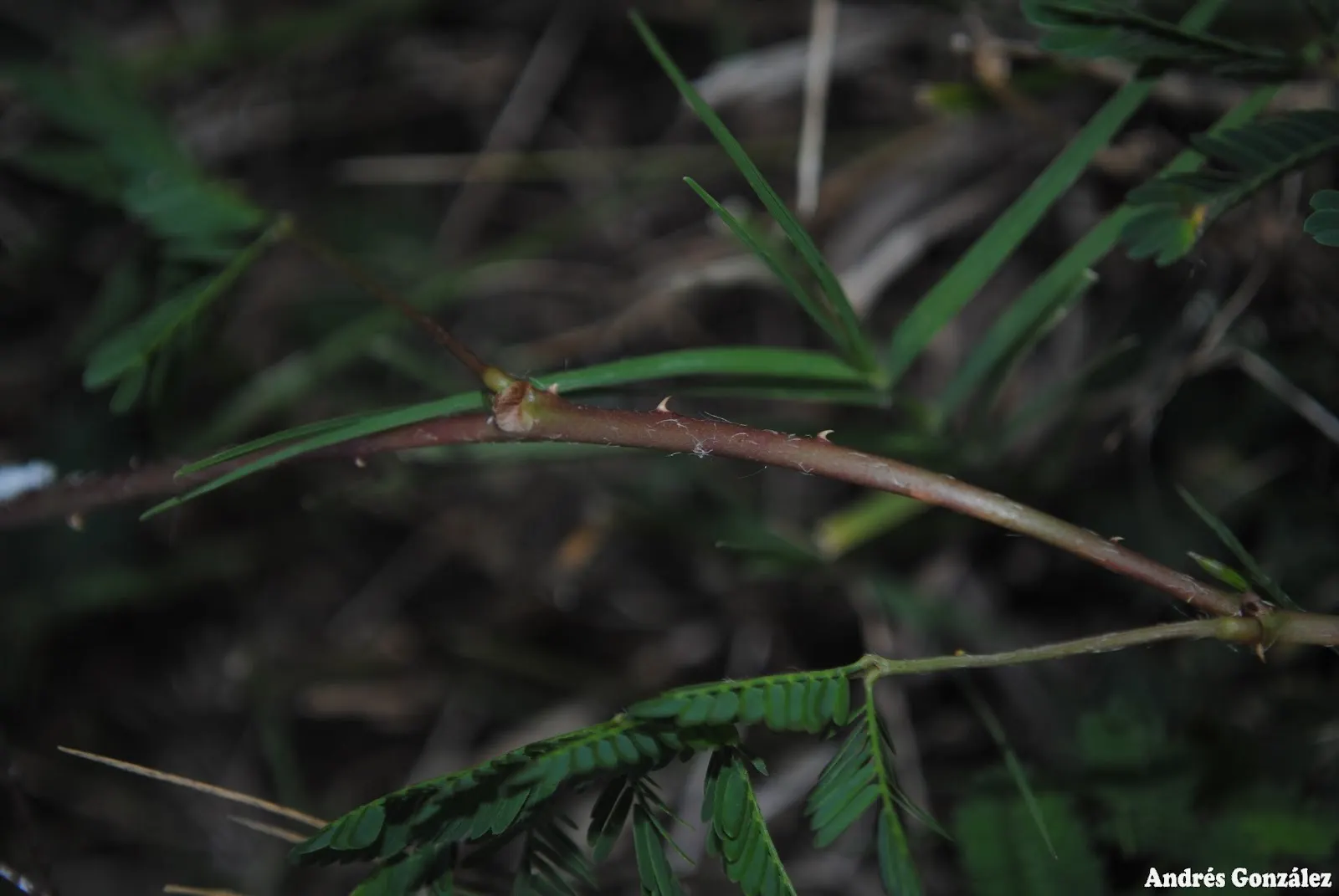 Sunshine Mimosa (Mimosa Strigilliosa) — is an enchanting groundcover native to the southeastern United States