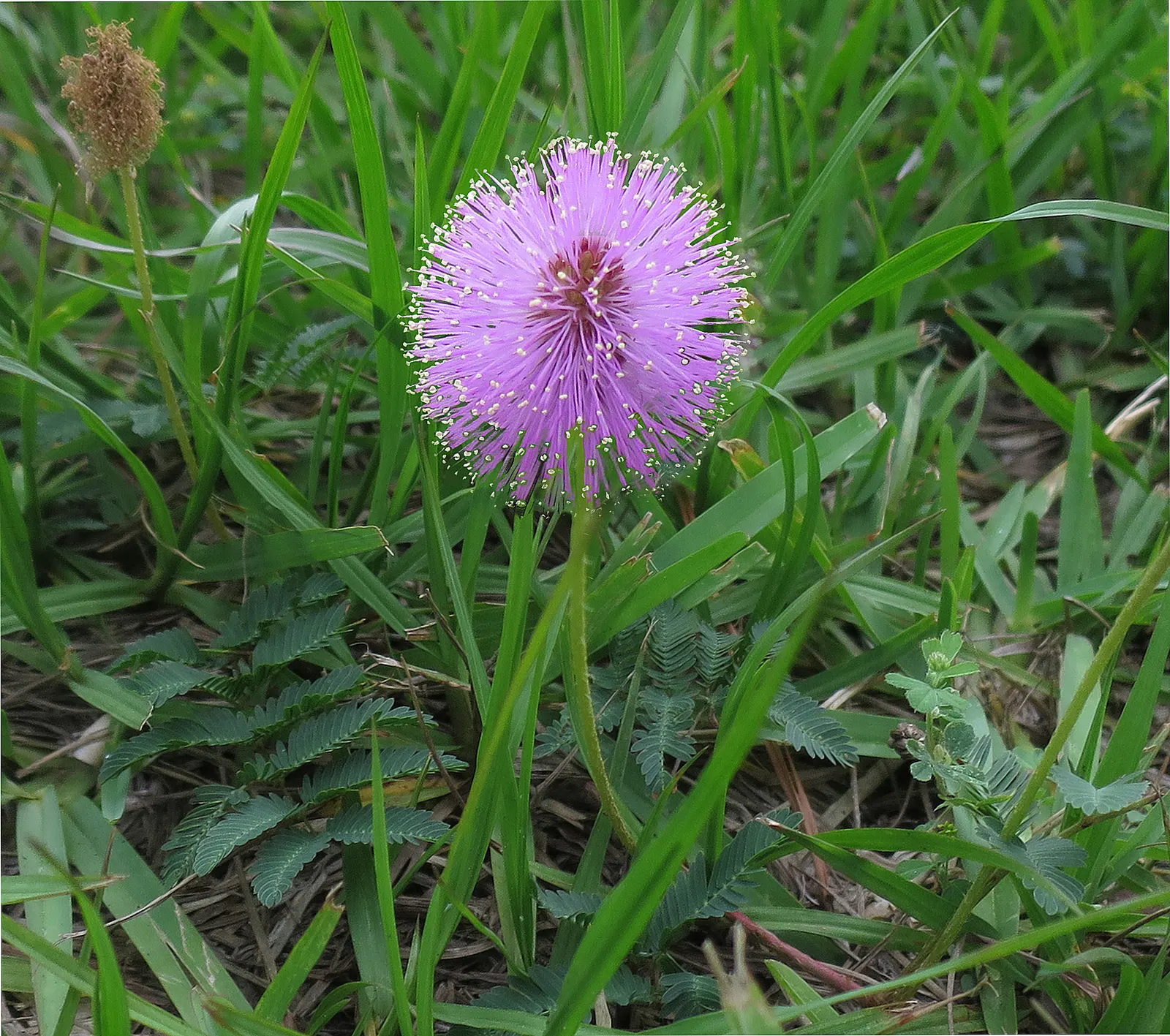 Sunshine Mimosa (Mimosa Strigilliosa) — Sunshine Mimosa (Mimosa strigillosa)