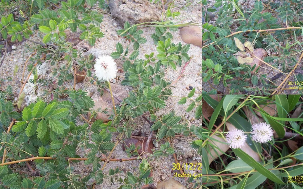 Sunshine Mimosa (Mimosa Strigilliosa) — This Florida native flourishes in USDA zones 8-11