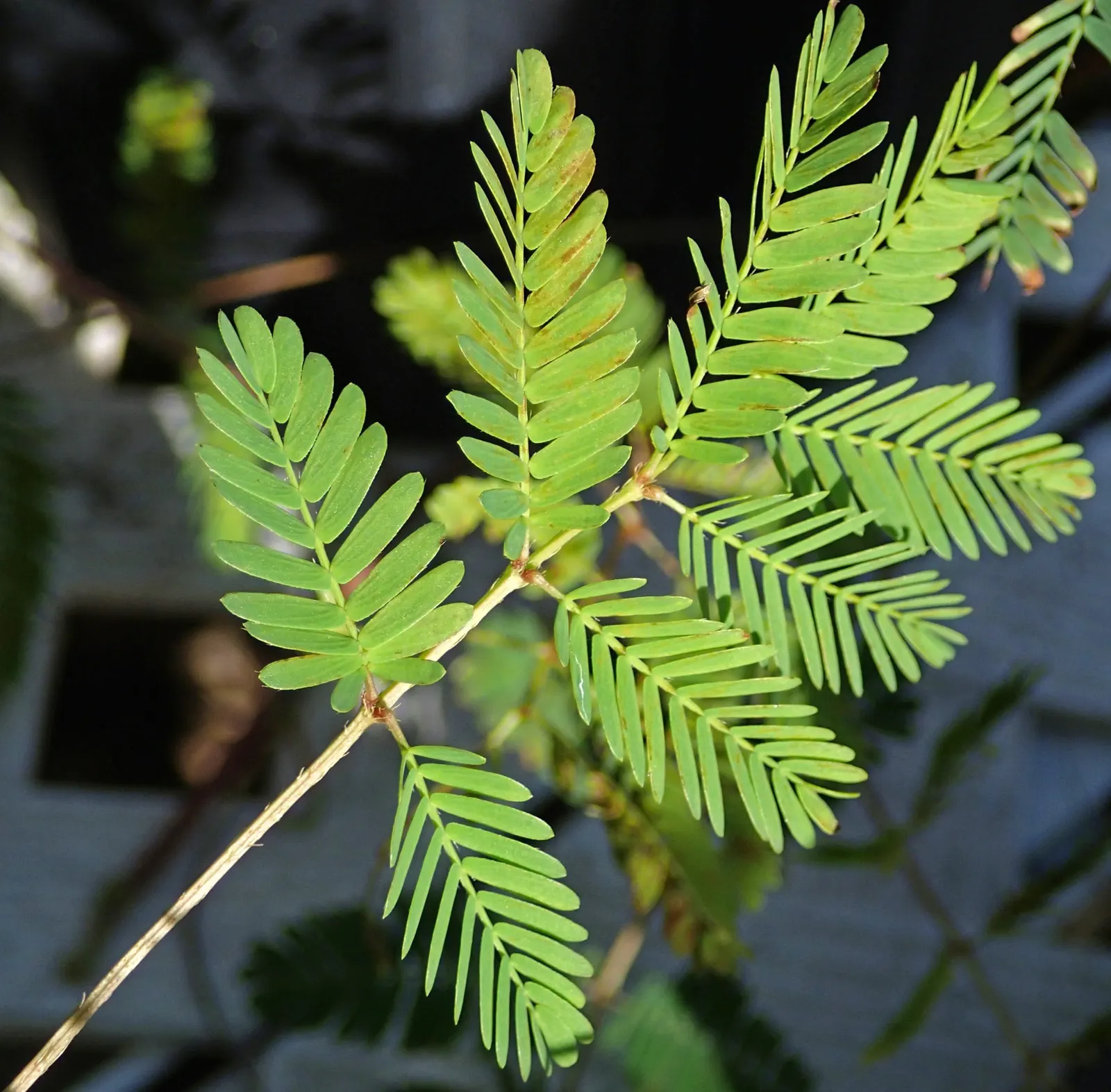 Sunshine Mimosa (Mimosa Strigilliosa) — adding a burst of color and attracting beneficial pollinators such as butterflies and bees