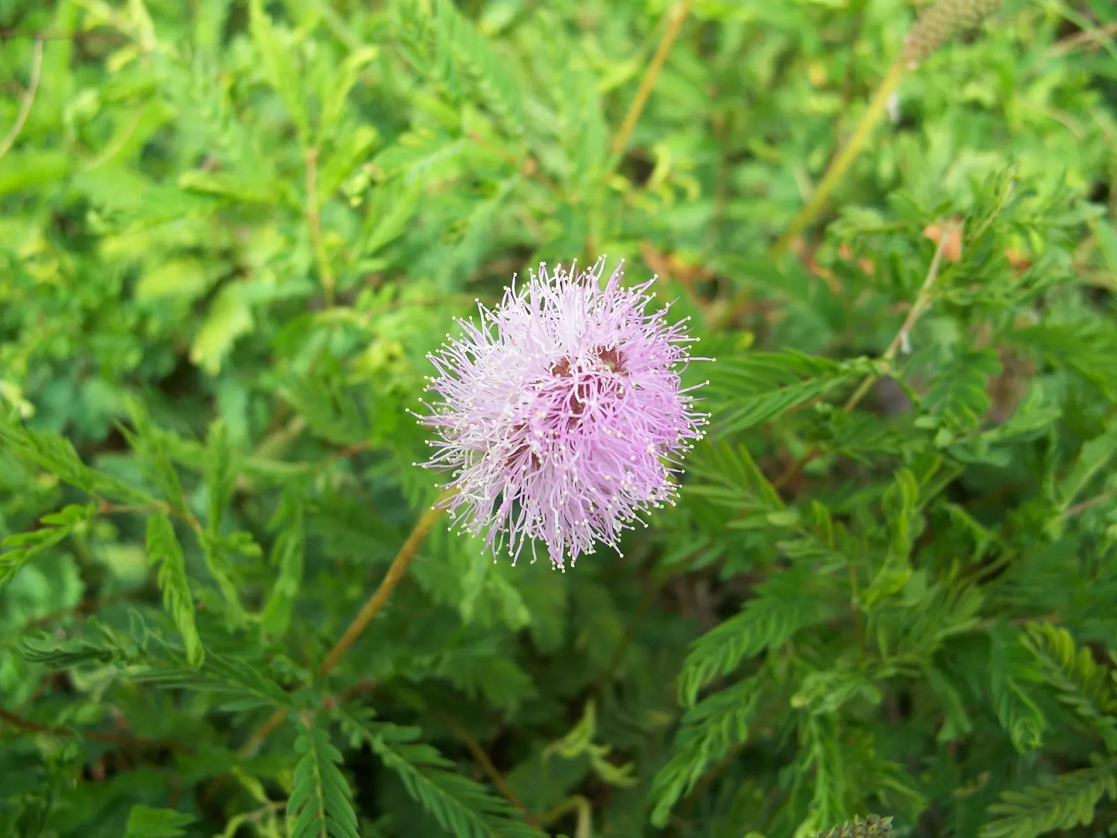 Sunshine Mimosa (Mimosa Strigilliosa) — It typically spans 3-5 feet wide and reaches up to 6 inches tall