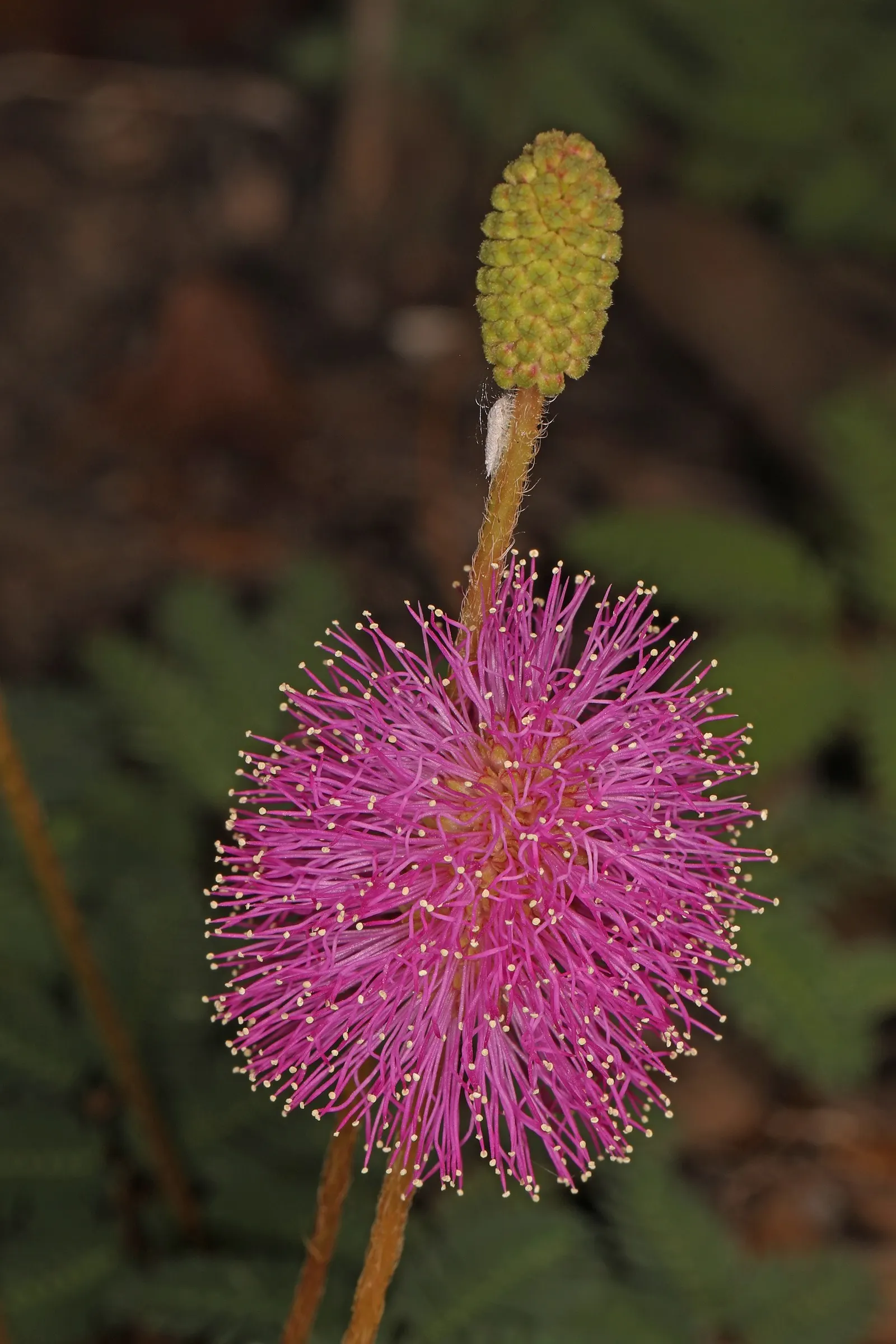 Sunshine Mimosa (Mimosa Strigilliosa) — and tolerates drought once established