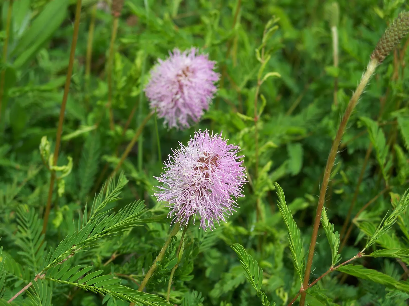 Sunshine Mimosa (Mimosa Strigilliosa) — a trait it shares with other species in the Mimosa genus