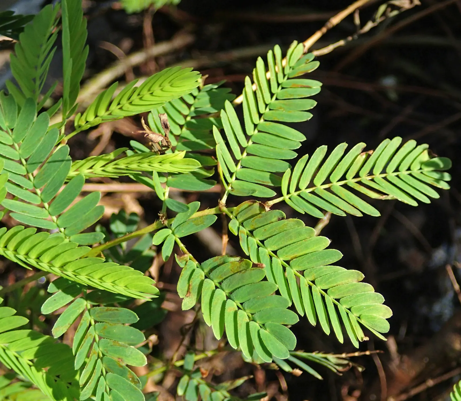 Sunshine Mimosa (Mimosa Strigilliosa) — In addition to its aesthetic appeal