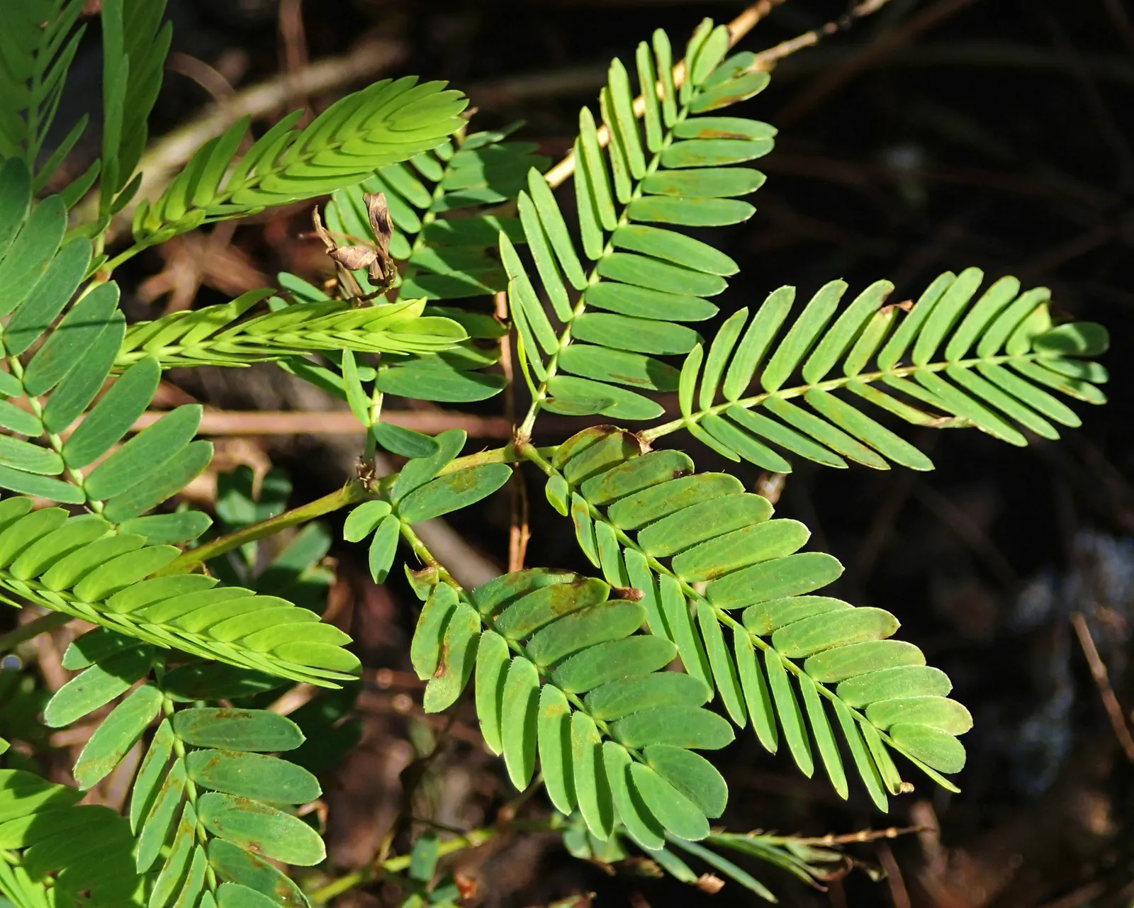Sunshine Mimosa (Mimosa Strigilliosa) — prefers full sun to partial shade