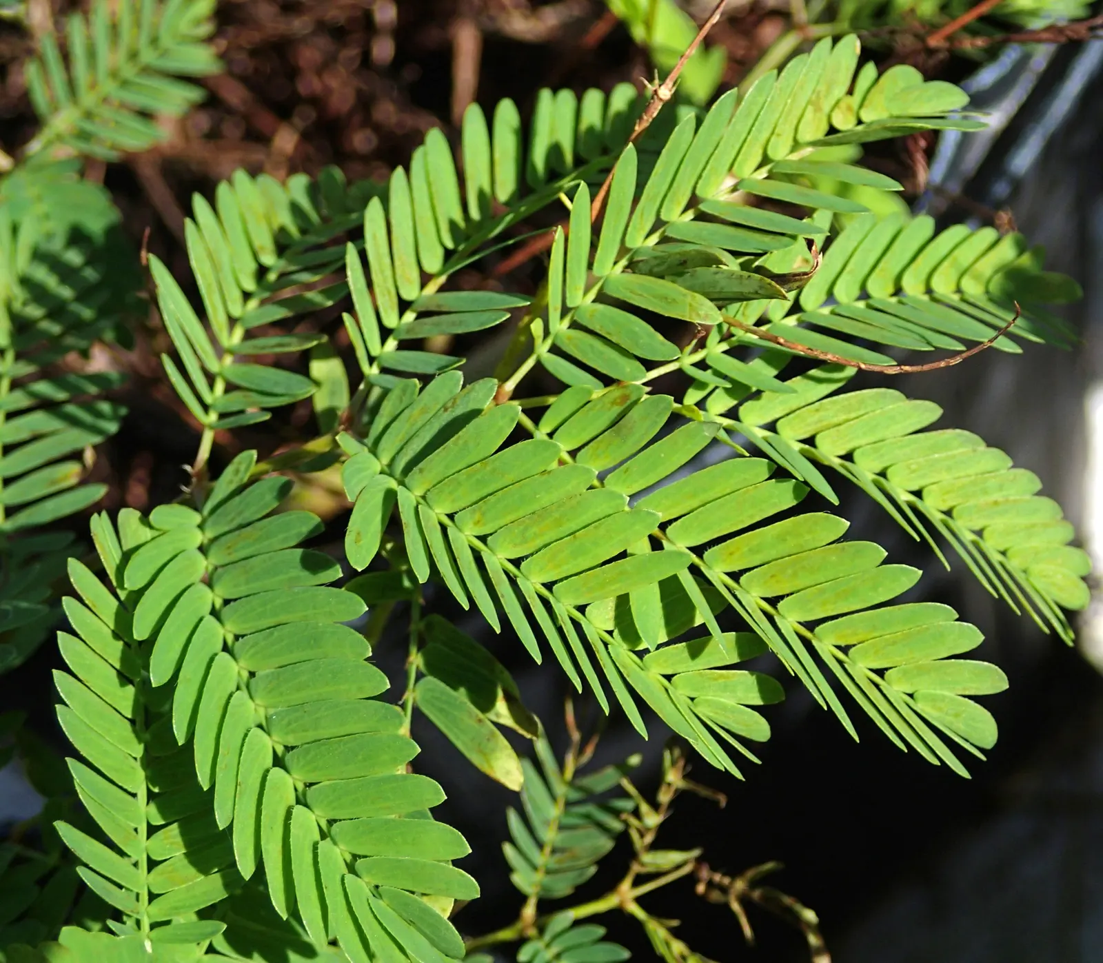 Sunshine Mimosa (Mimosa Strigilliosa) — It's highly drought-tolerant once established