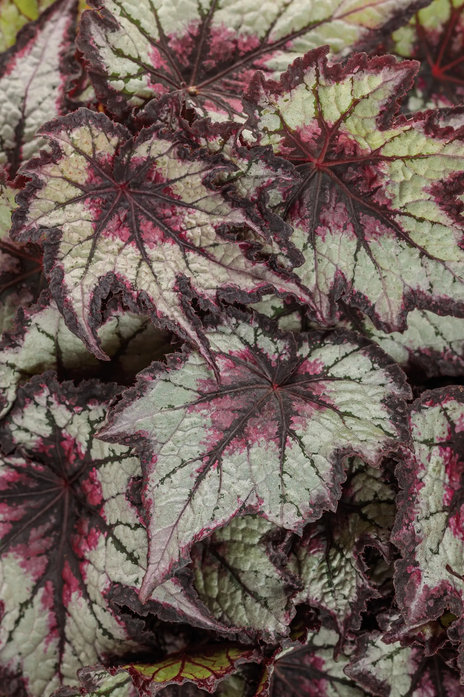 Black Hole™ Rex begonia (Begonia rex) — especially along shaded patios
