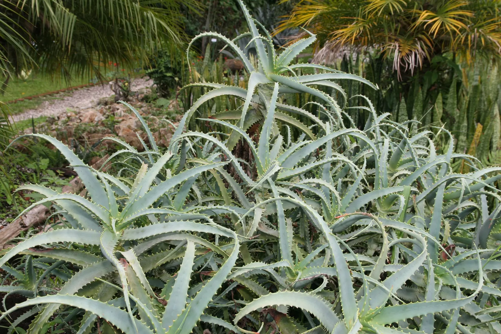 Tree Aloe (Aloe Arborescens) — succulent for full or half or shade; the Tree Aloe offers not only visual appeal but also a topic of conversation