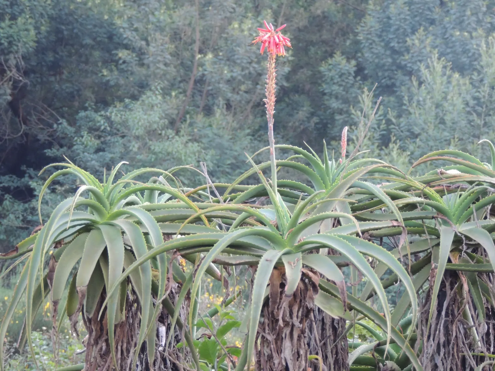 Tree Aloe (Aloe Arborescens) — reaching heights of up to 18 inches