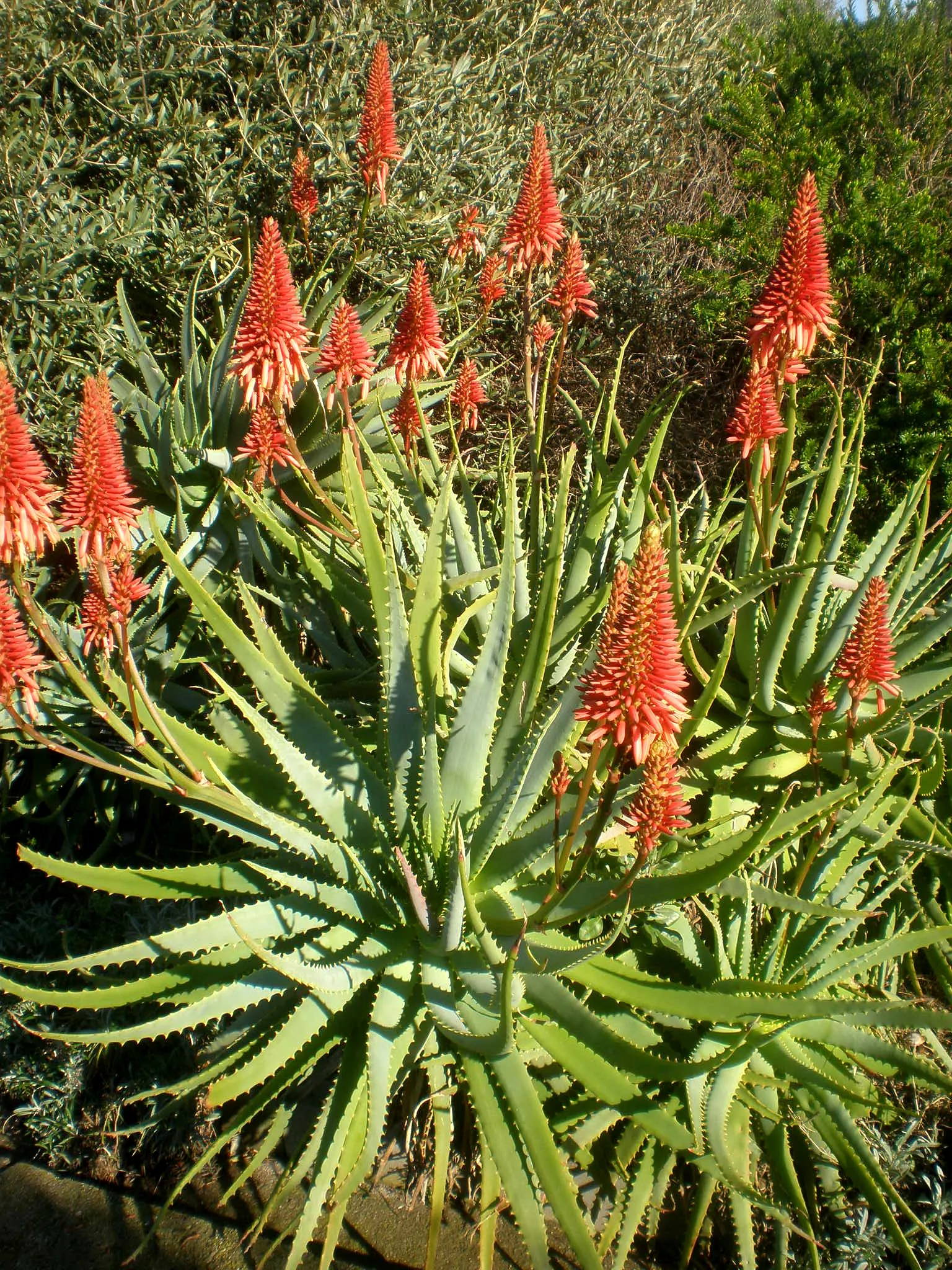 Tree Aloe (Aloe Arborescens) — forming a natural multi-stemmed; reaching heights of up to 18 inches, image 60