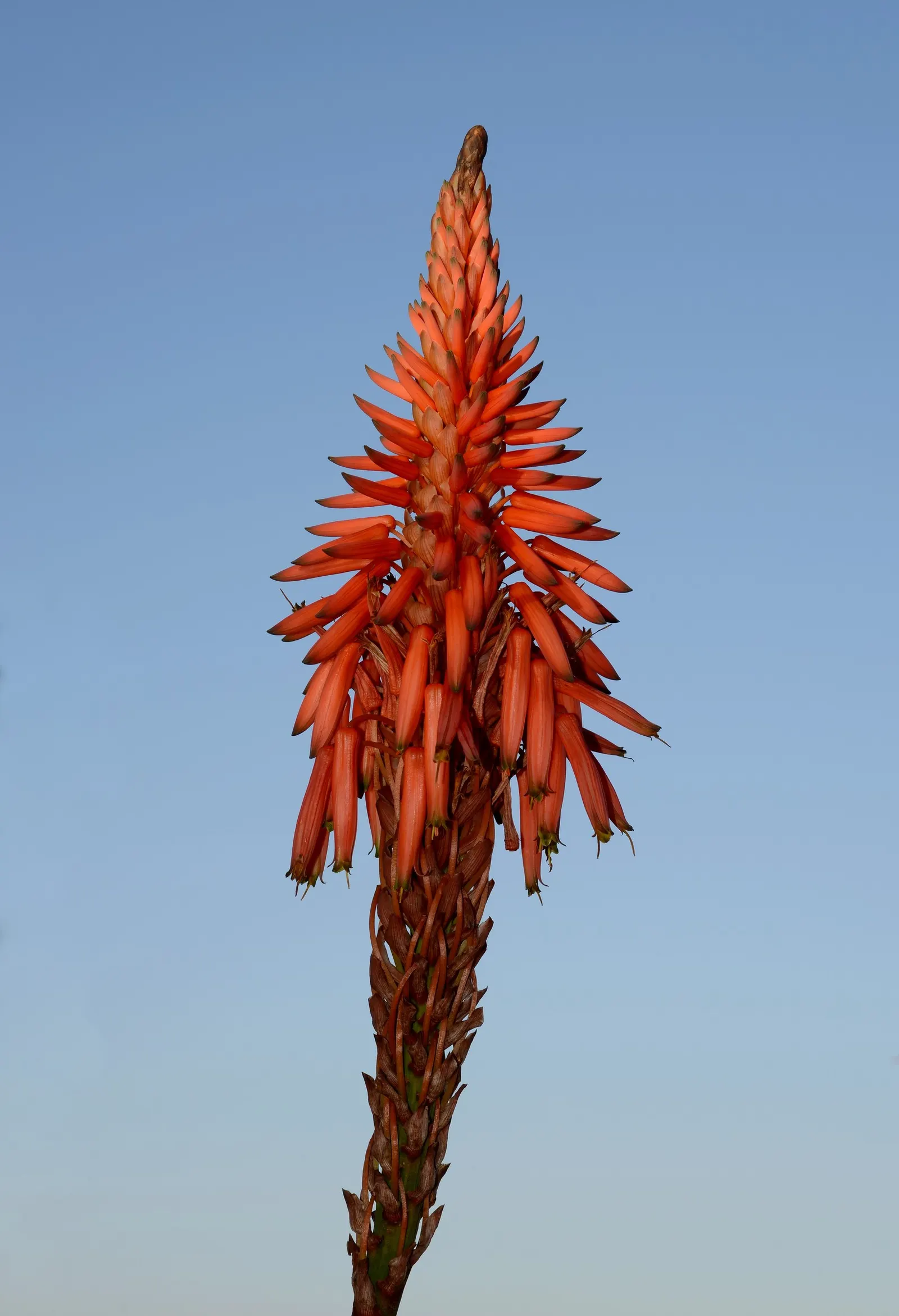 Tree Aloe (Aloe Arborescens) — Ideal for xeriscaping, it's hardy, drought-tolerant, and requires full sun; succulent for full or half or shade, image 104