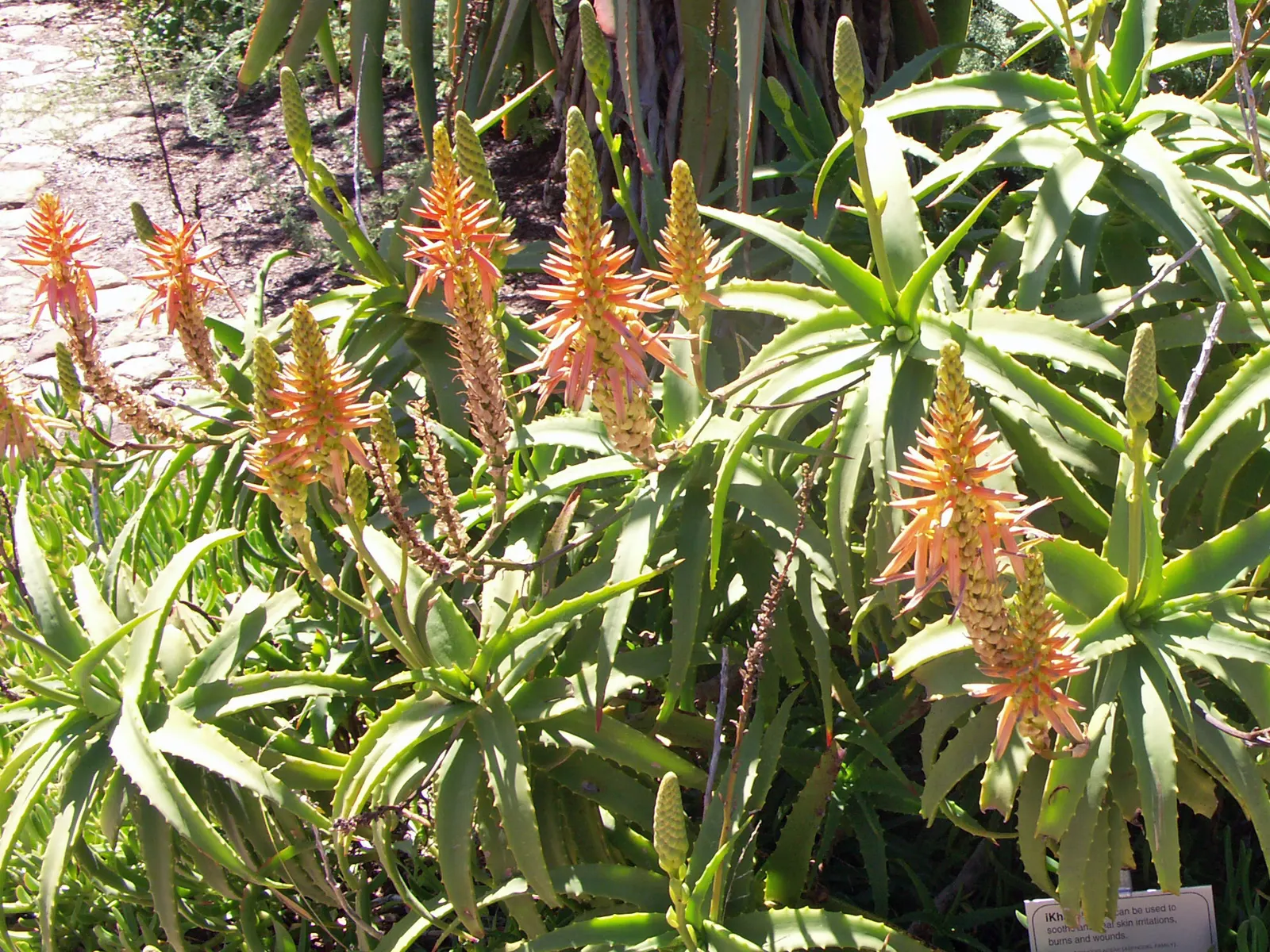 Tree Aloe (Aloe Arborescens) — Easy-care, it attracts birds and bees, enhancing biodiversity