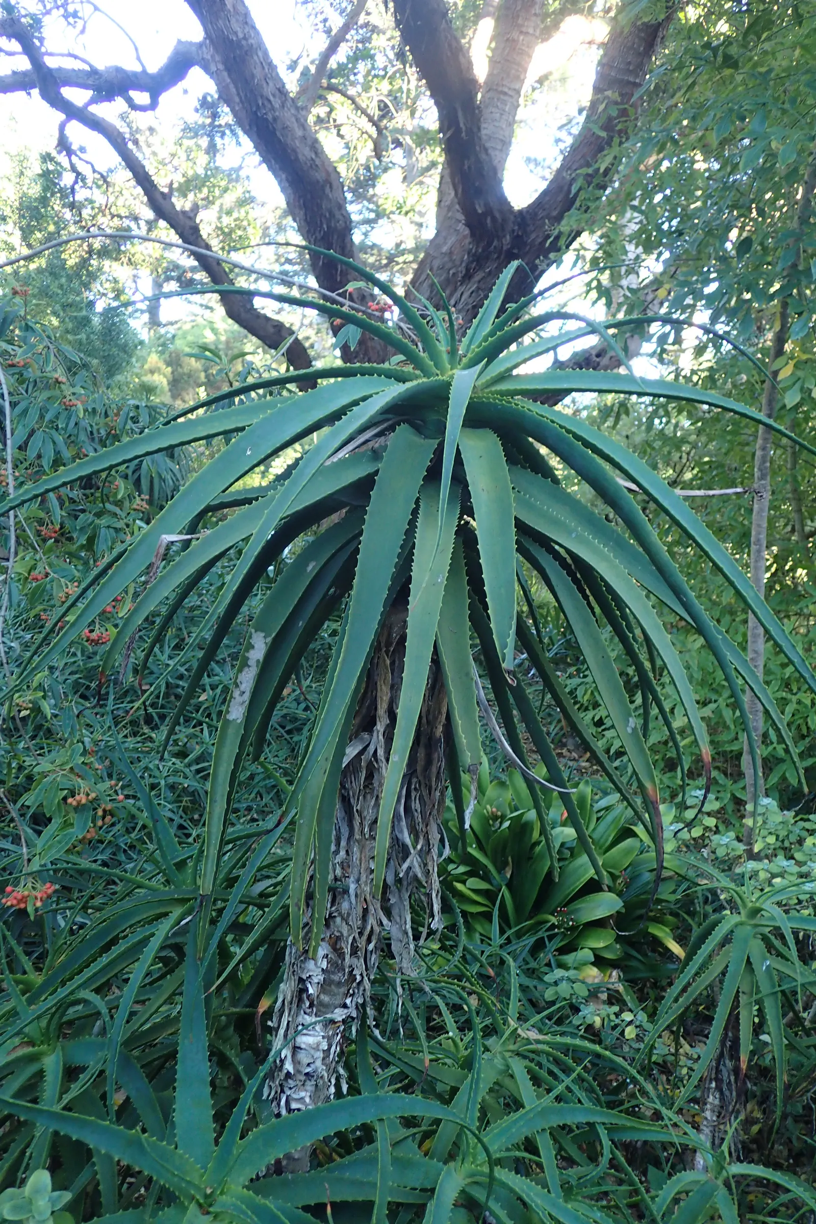 Tree Aloe (Aloe Arborescens) — Native to southeastern Africa; showcasing coral-red flowers in winter, image 108