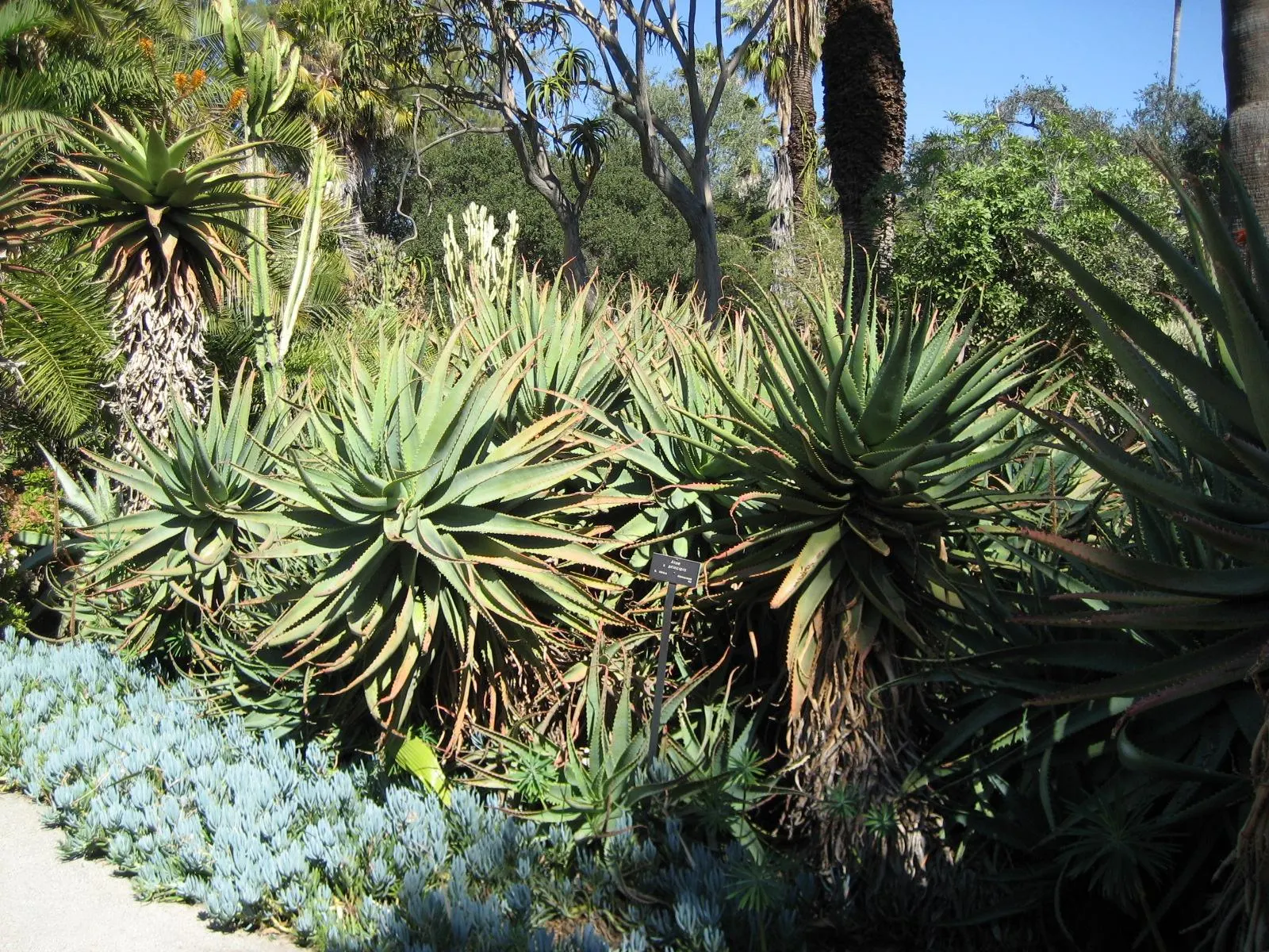 Tree Aloe (Aloe Arborescens) — the Tree Aloe offers not only visual appeal but also a topic of conversation; tree Aloe, Aloe arborescens, is a, image 97