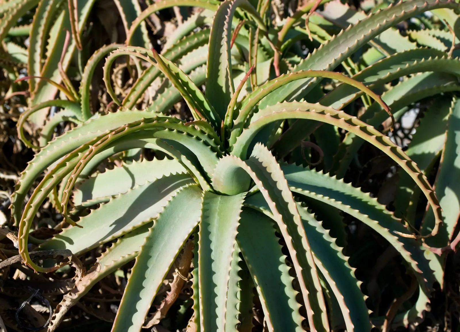 Tree Aloe (Aloe Arborescens) — succulent with orange blooms