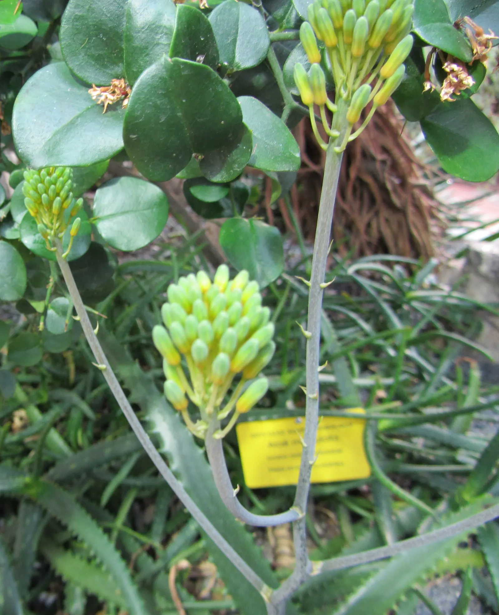 Tree Aloe (Aloe Arborescens) — forming a natural multi-stemmed; reaching heights of up to 18 inches