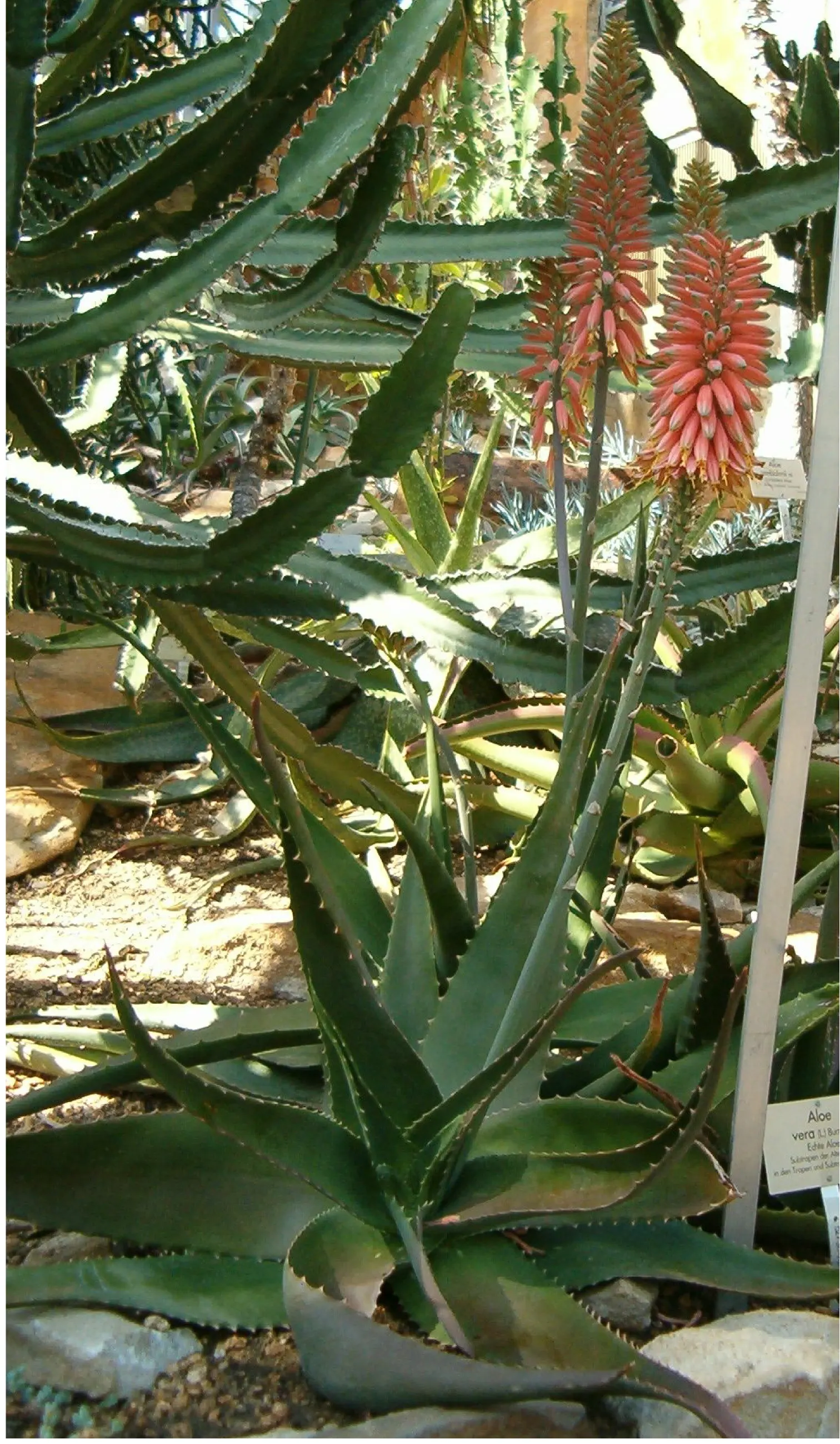 Tree Aloe (Aloe Arborescens) — this rugged plant can reach up to 8 to 10 feet in height; forming a natural multi-stemmed, image 84