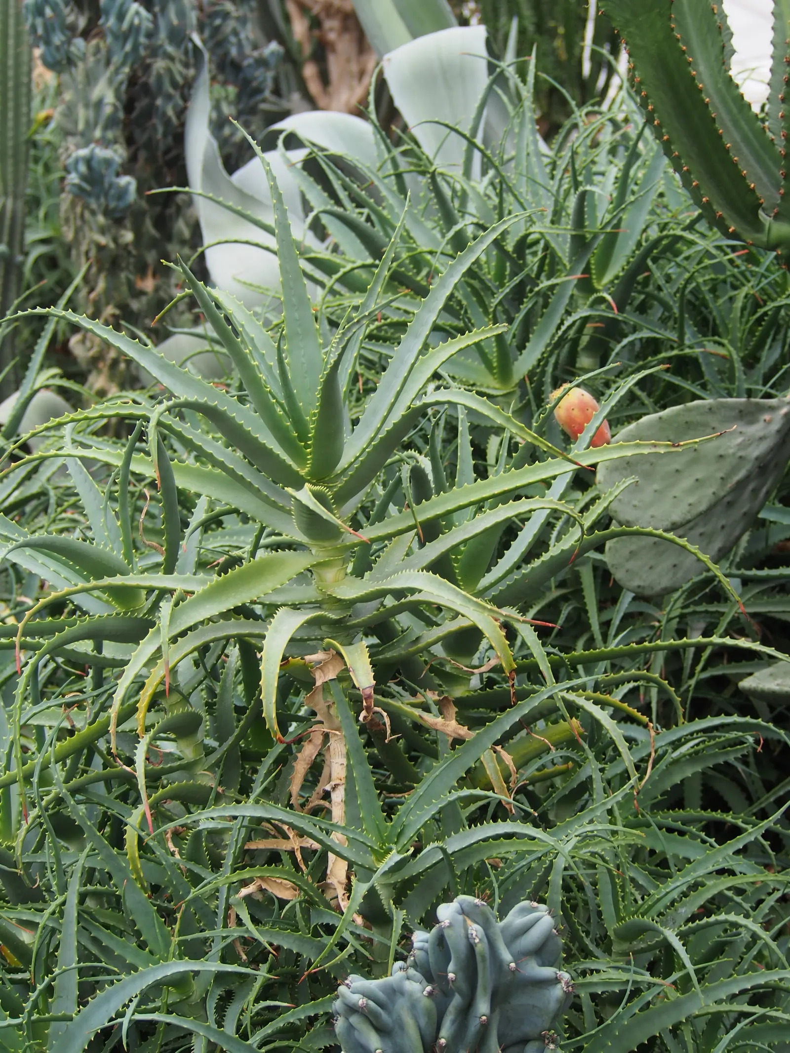 Tree Aloe (Aloe Arborescens) — succulent for full or half or shade; the Tree Aloe offers not only visual appeal but also a topic of conversation, image 75