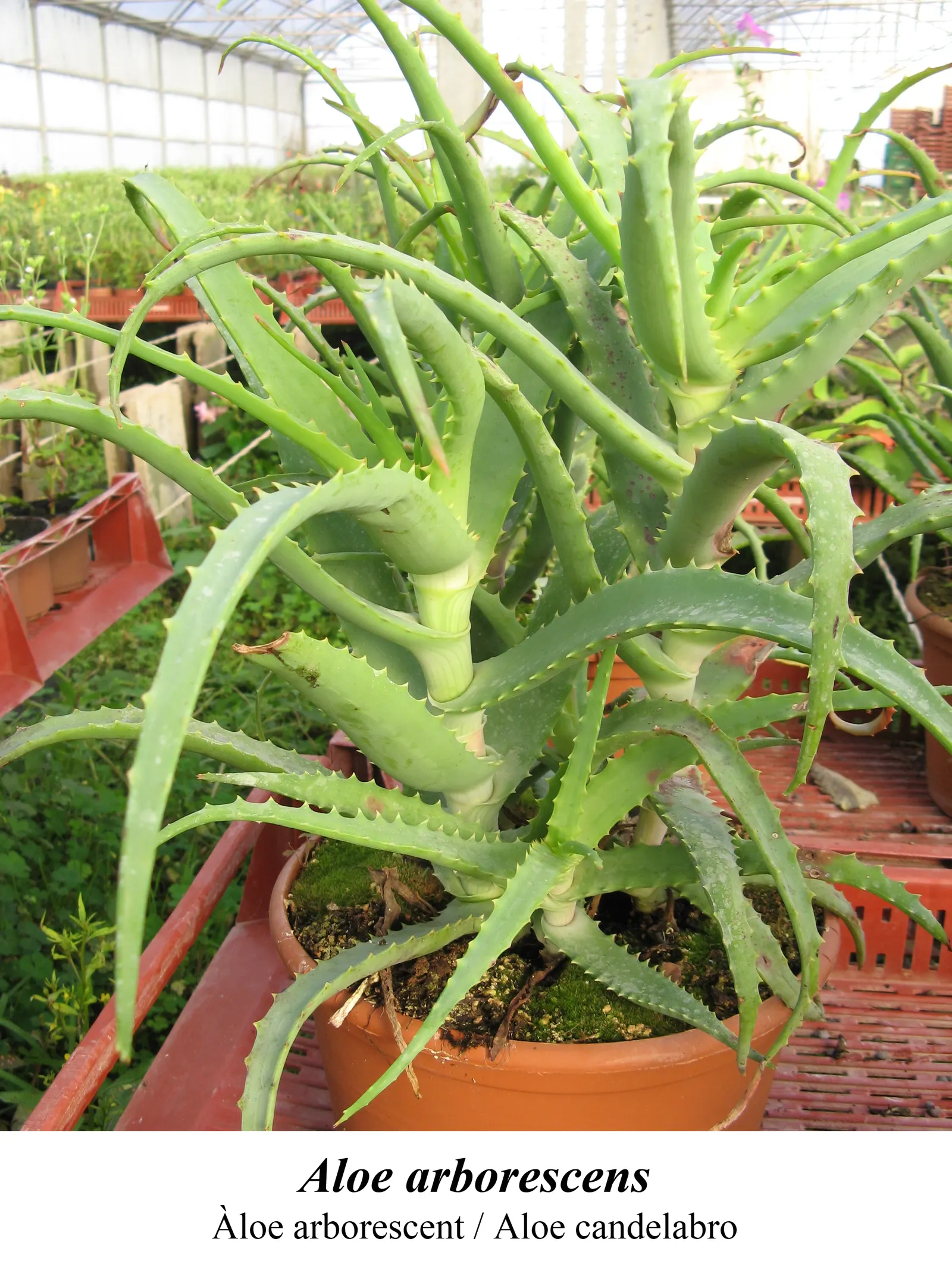 Tree Aloe (Aloe Arborescens) — reaching heights of up to 18 inches; candle-like inflorescences rise dramatically above the foliage, image 67