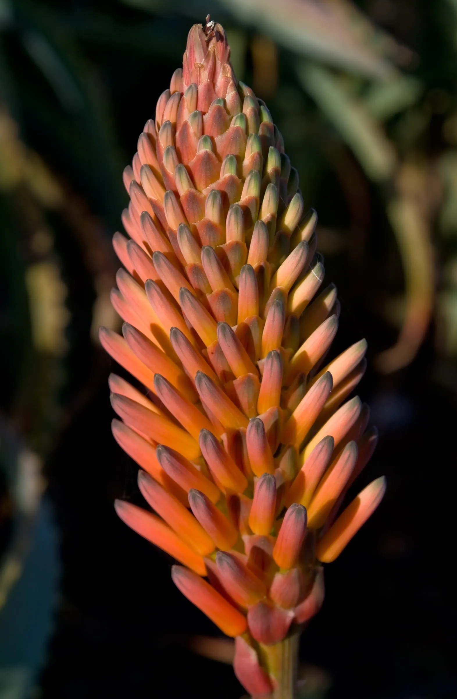 Tree Aloe (Aloe Arborescens) — grey-green leaves of the Tree Aloe are arranged in rosettes; succulent with orange blooms