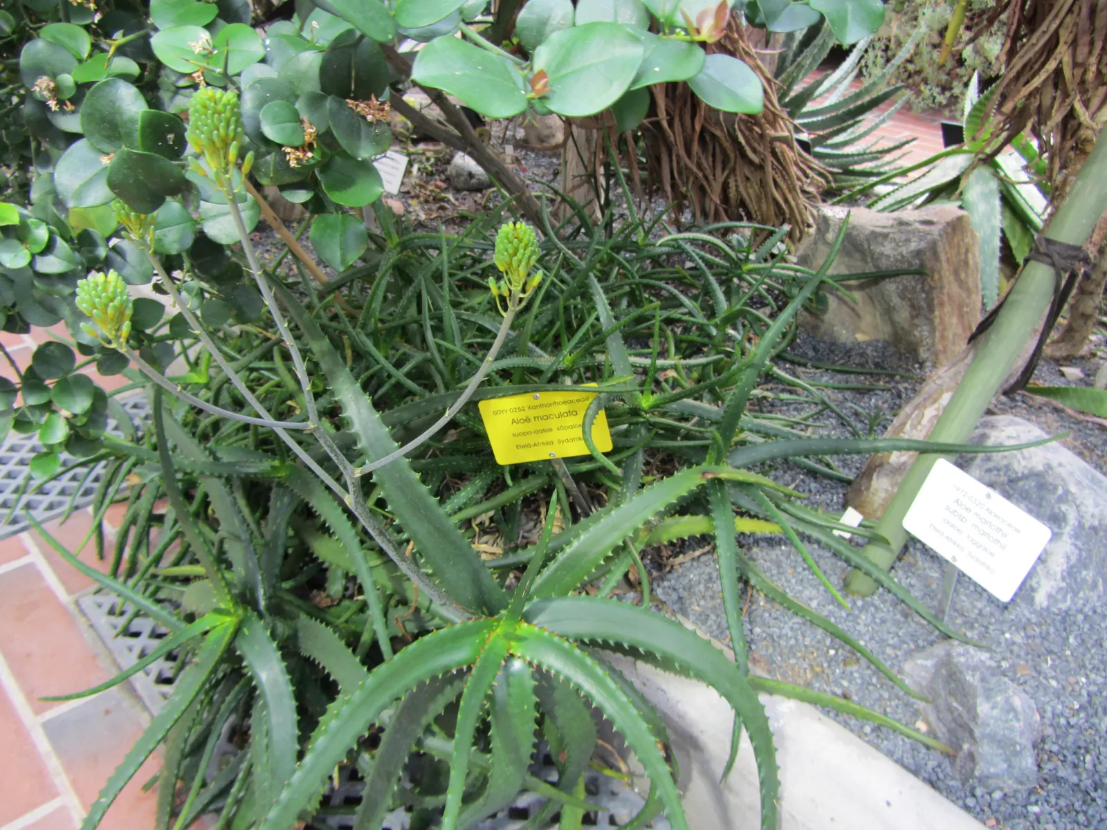 Tree Aloe (Aloe Arborescens) — grey-green leaves of the Tree Aloe are arranged in rosettes; succulent with orange blooms, image 61