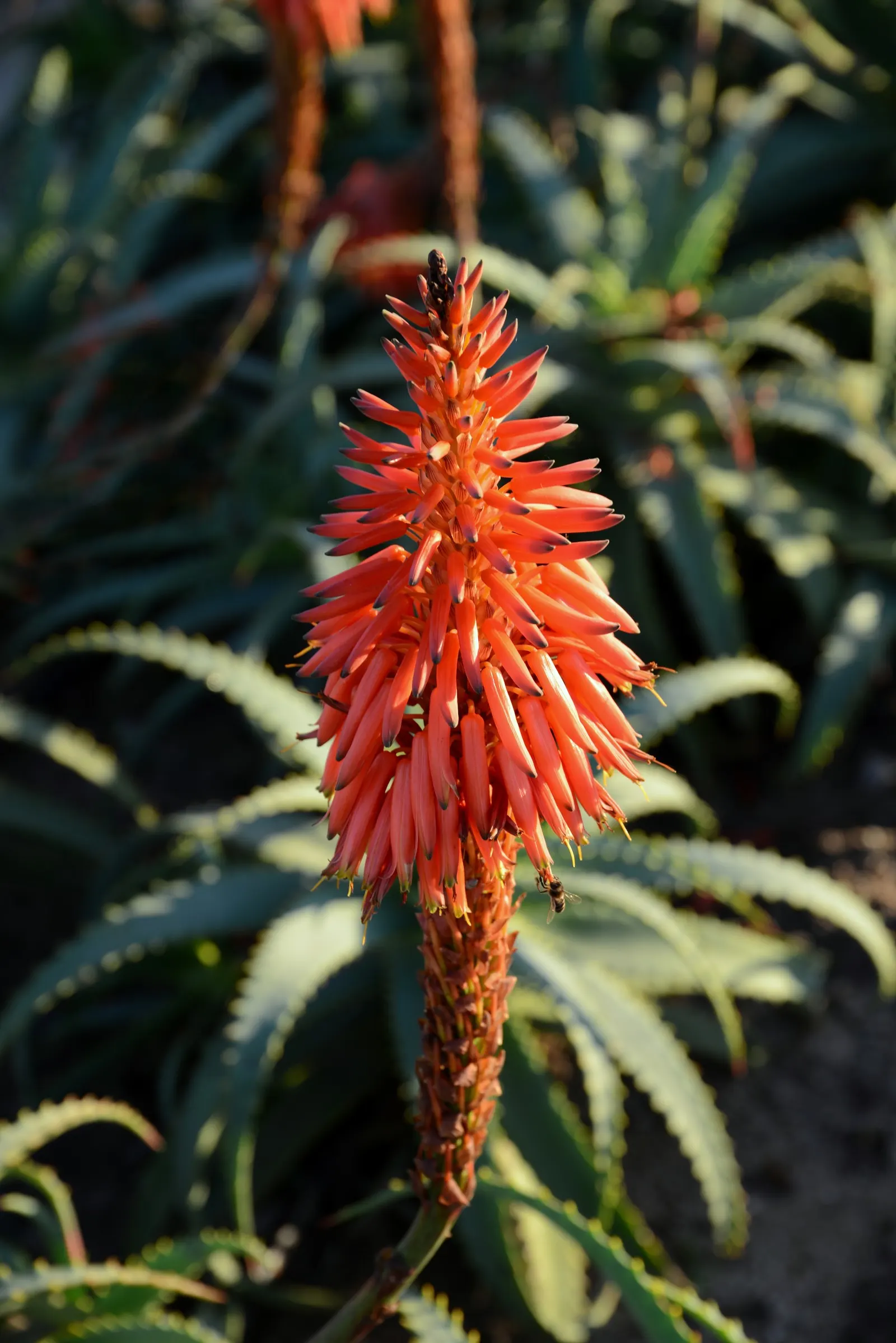 Tree Aloe (Aloe Arborescens) — making it a fascinating addition to any landscape design; asking only to be protected from frost to ensure a healthy, image 82