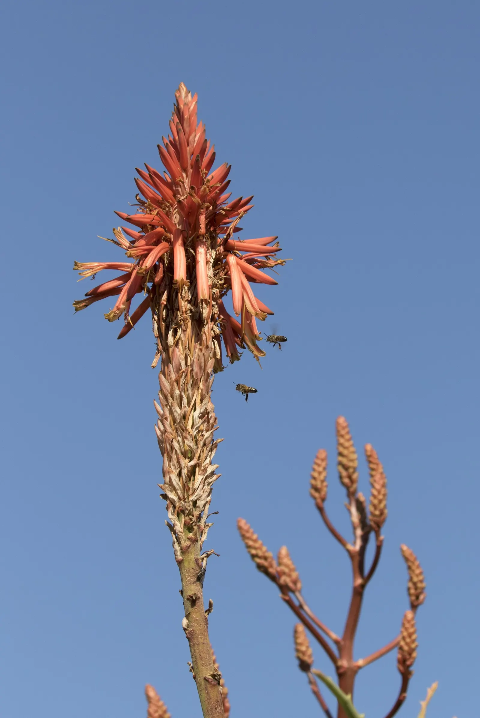 Tree Aloe (Aloe Arborescens) — candle-like inflorescences rise dramatically above the foliage; this rugged plant can reach up to 8 to 10 feet in, image 91