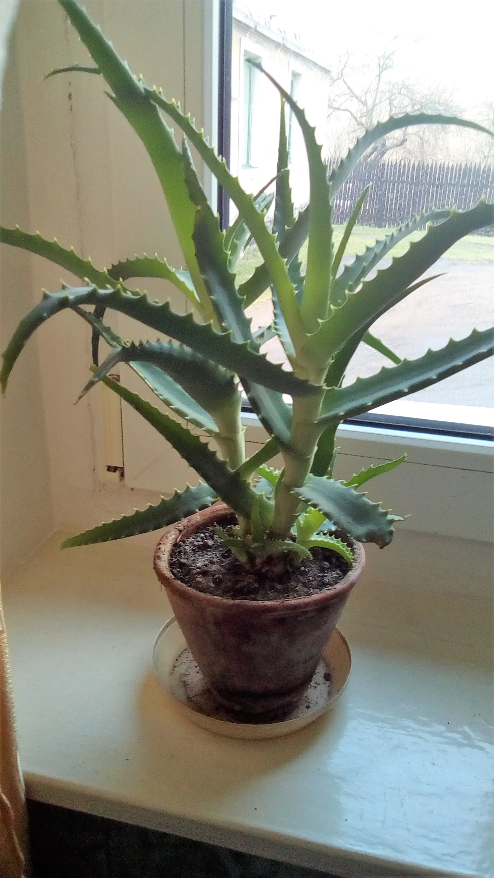 Tree Aloe (Aloe Arborescens) — cluster at the branch tips; grey-green leaves of the Tree Aloe are arranged in rosettes, image 52