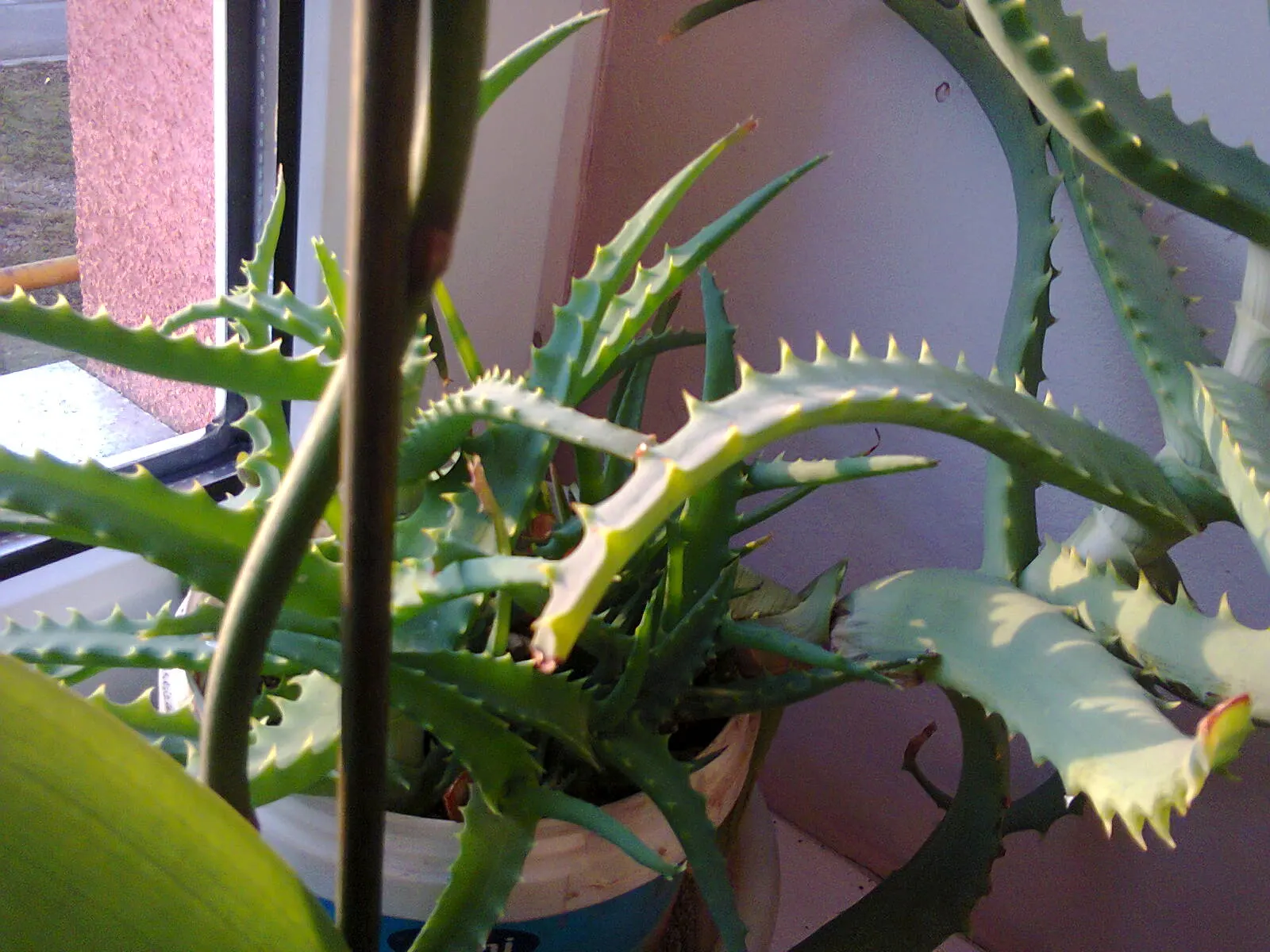 Tree Aloe (Aloe Arborescens) — this rugged plant can reach up to 8 to 10 feet in height; forming a natural multi-stemmed