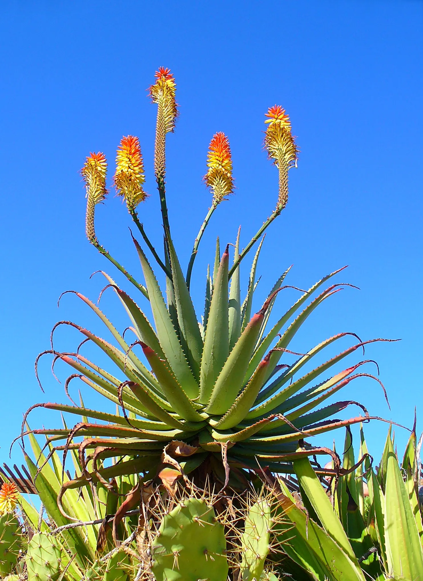 Tree Aloe (Aloe Arborescens) — candle-like inflorescences rise dramatically above the foliage