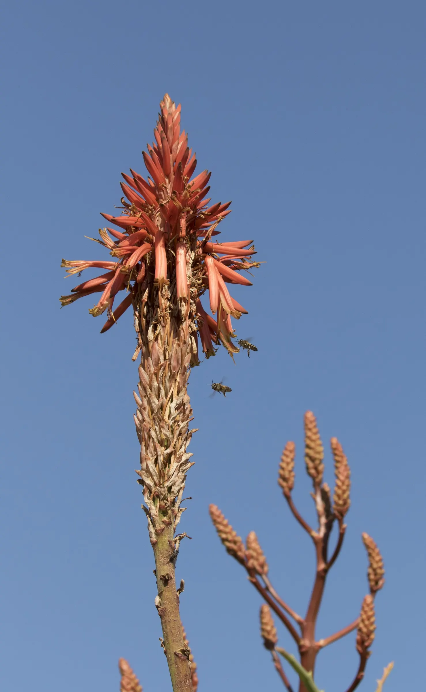 Tree Aloe (Aloe Arborescens) — succulent for full or half or shade; the Tree Aloe offers not only visual appeal but also a topic of conversation, image 100