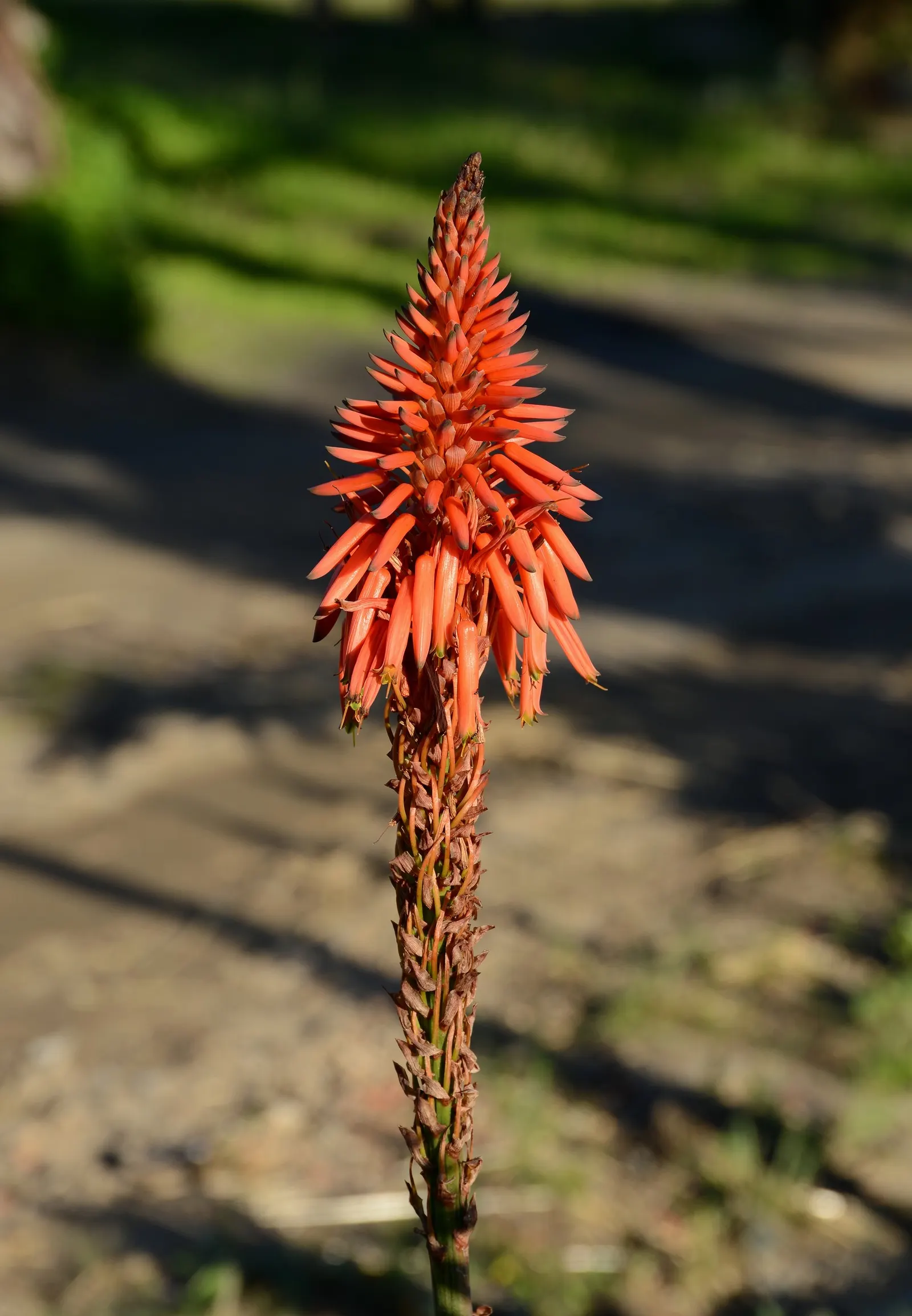 Tree Aloe (Aloe Arborescens) — forming a natural multi-stemmed; reaching heights of up to 18 inches, image 110