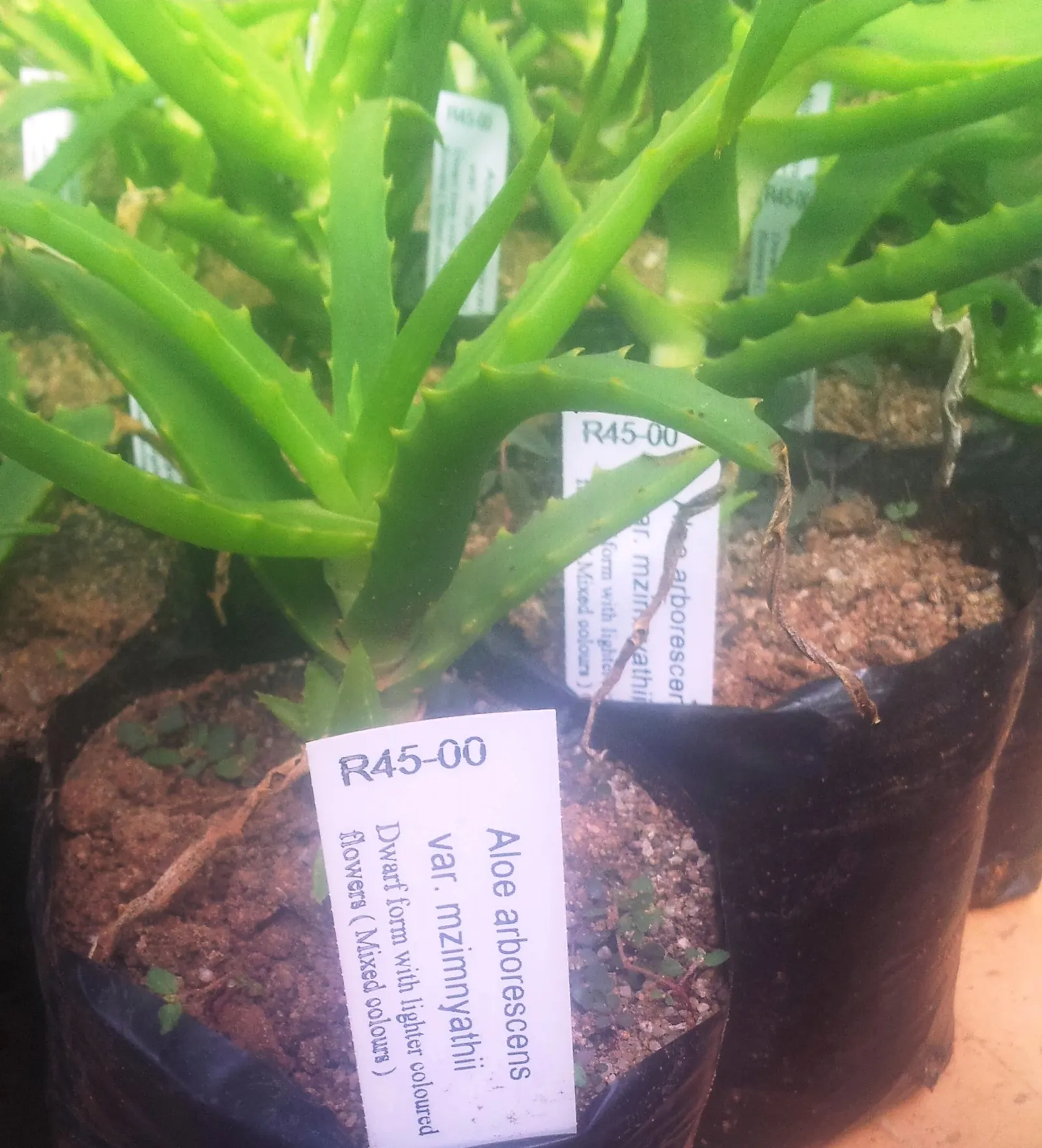 Tree Aloe (Aloe Arborescens) — It prefers to be placed in full sun to partial shade with well-draining soil; with mature leaves growing to around, image 95