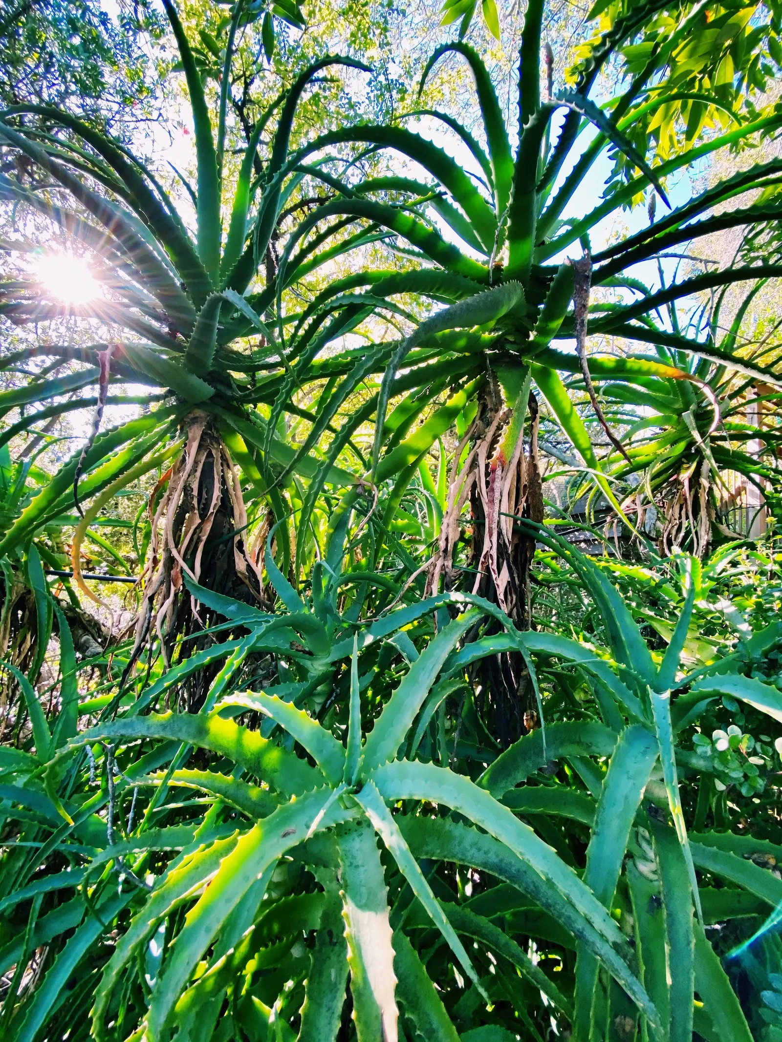 Tree Aloe (Aloe Arborescens) — It prefers to be placed in full sun to partial shade with well-draining soil