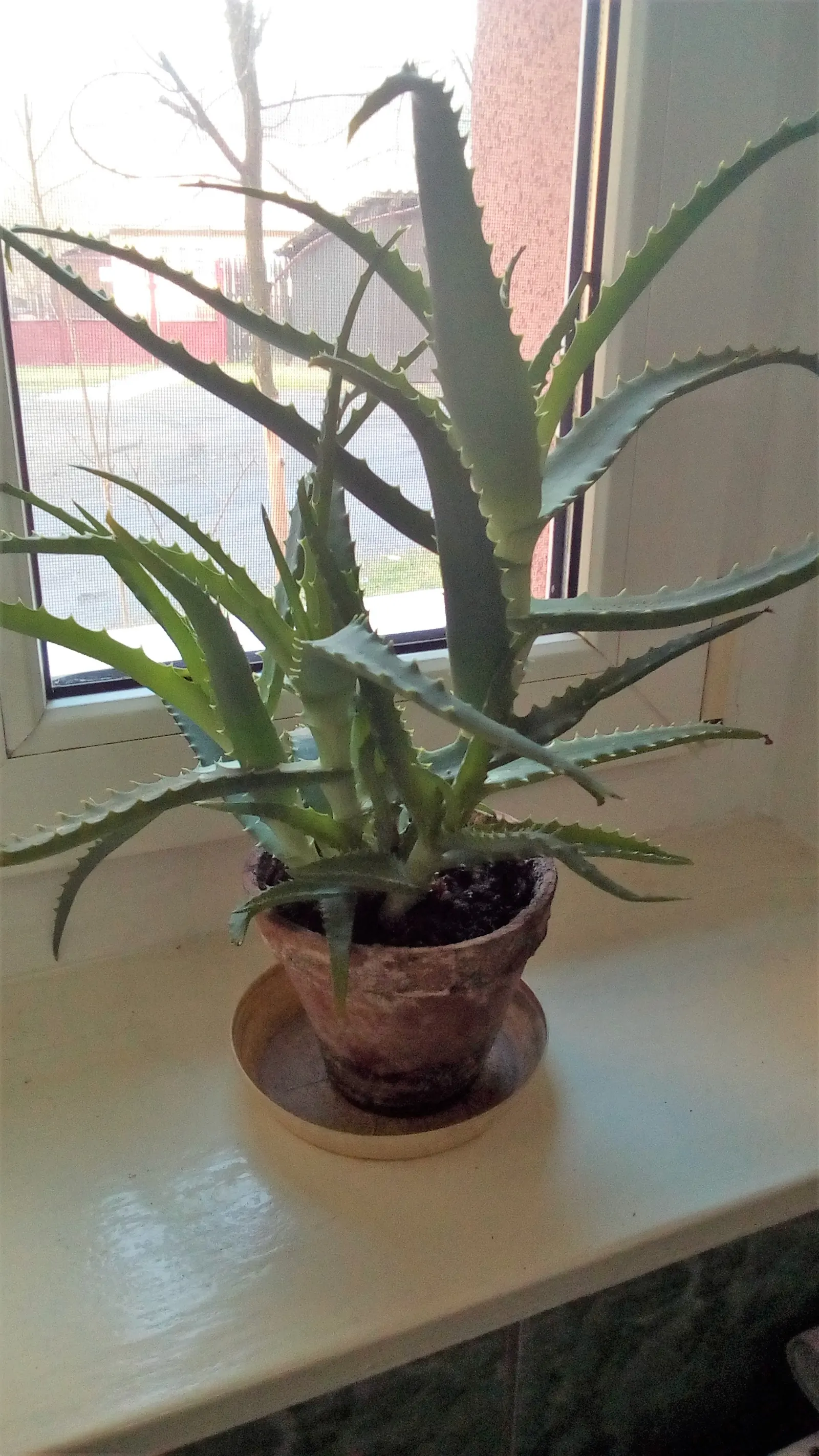 Tree Aloe (Aloe Arborescens) — Ideal for xeriscaping, it's hardy, drought-tolerant, and requires full sun; succulent for full or half or shade