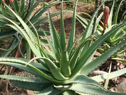 Tree Aloe (Aloe Arborescens) — the Tree Aloe offers not only visual appeal but also a topic of conversation; tree Aloe, Aloe arborescens, is a, image 72