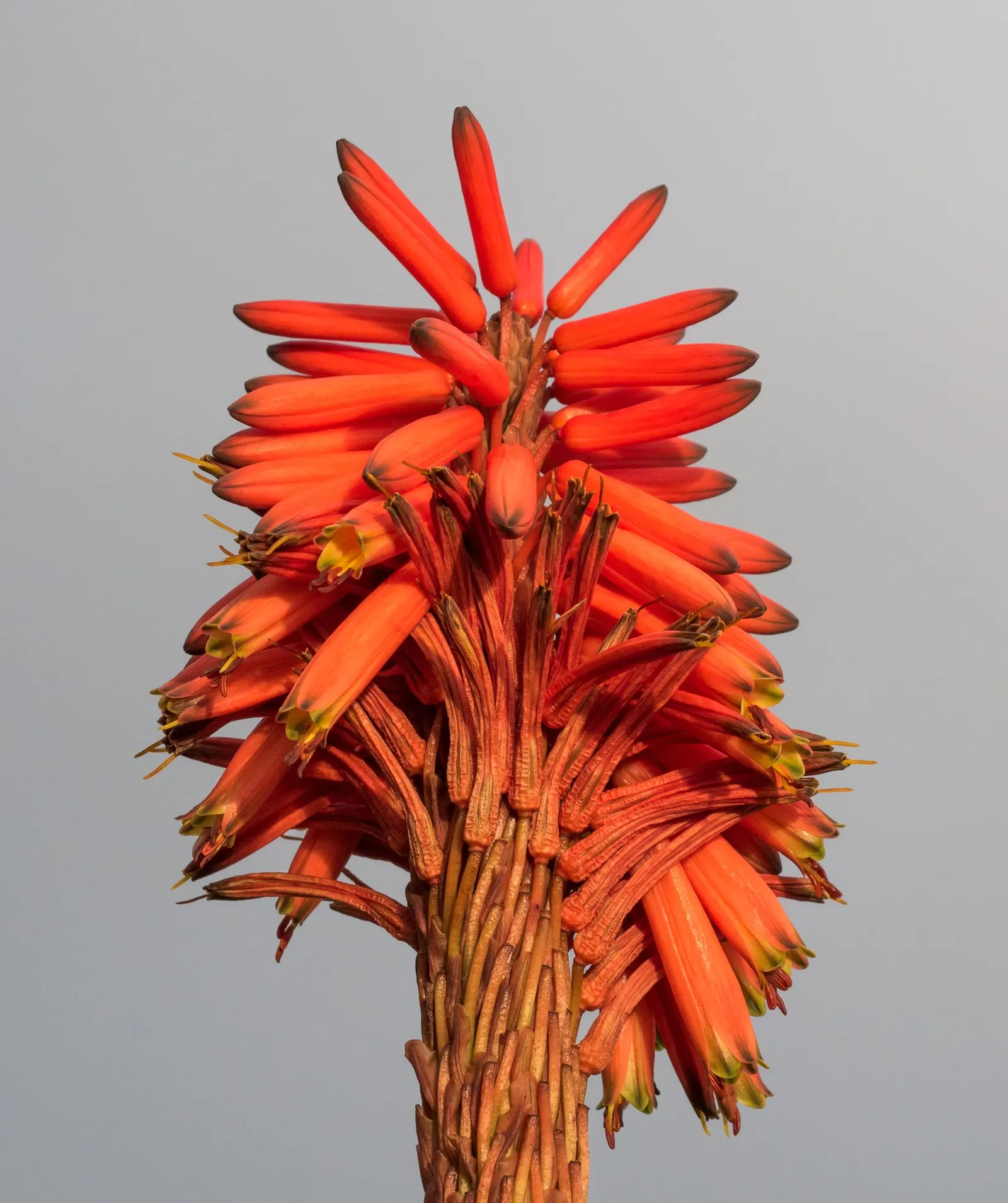 Tree Aloe (Aloe Arborescens) — orange flowers in the garden; native to southeastern Africa, image 73