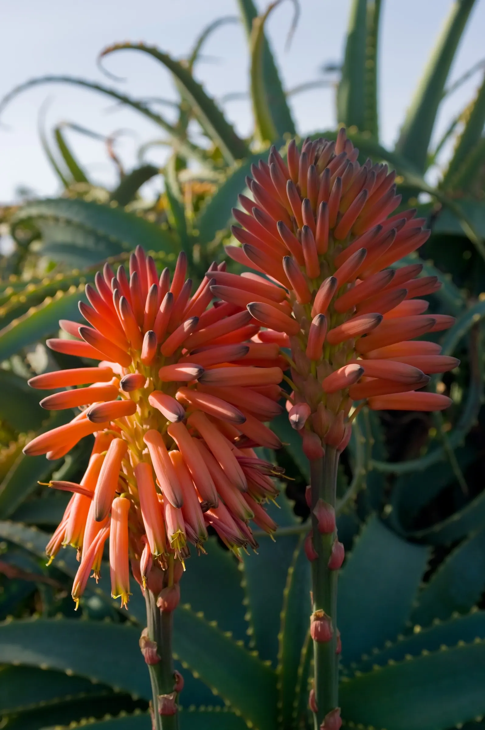 Tree Aloe (Aloe Arborescens) — Ideal for xeriscaping, it's hardy, drought-tolerant, and requires full sun