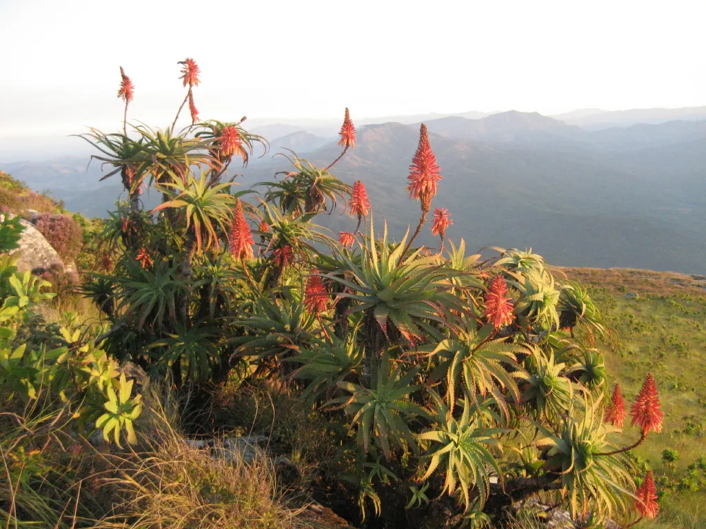 Tree Aloe (Aloe Arborescens) — Zones 9-11 suit it best, offering a dramatic focal point for water-wise gardens