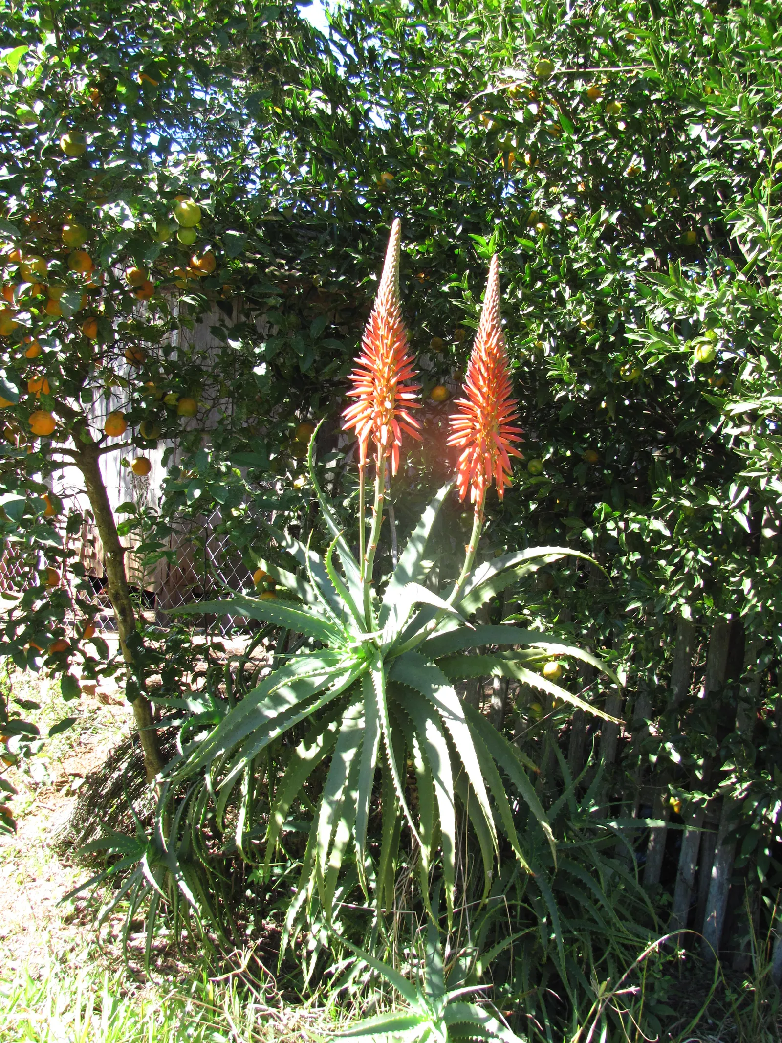 Tree Aloe (Aloe Arborescens) — grey-green leaves of the Tree Aloe are arranged in rosettes